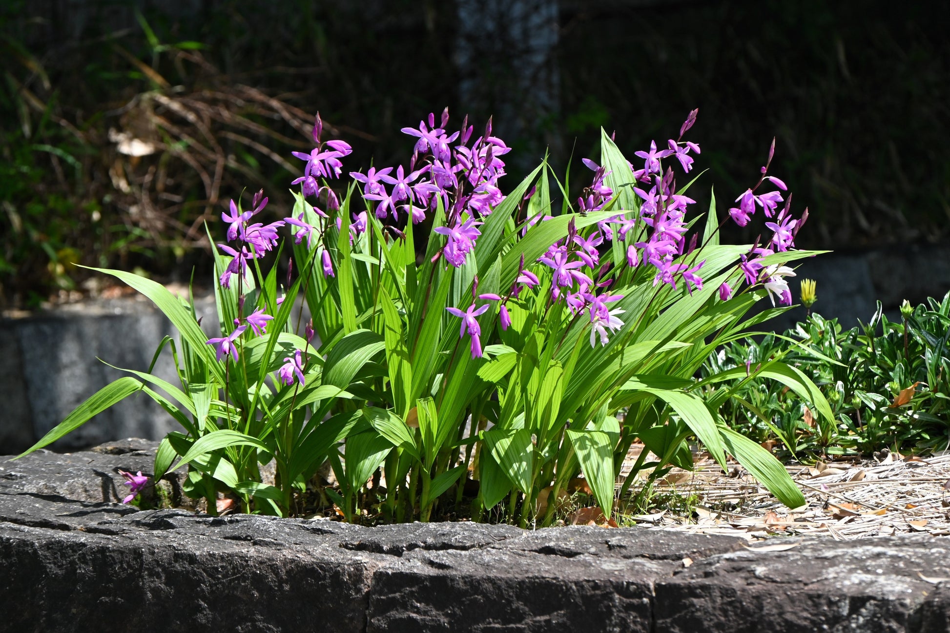 orchid flower seeds for sale 50 Hardy CHINESE GROUND ORCHID Bletilla Striata Purple Flower Seeds