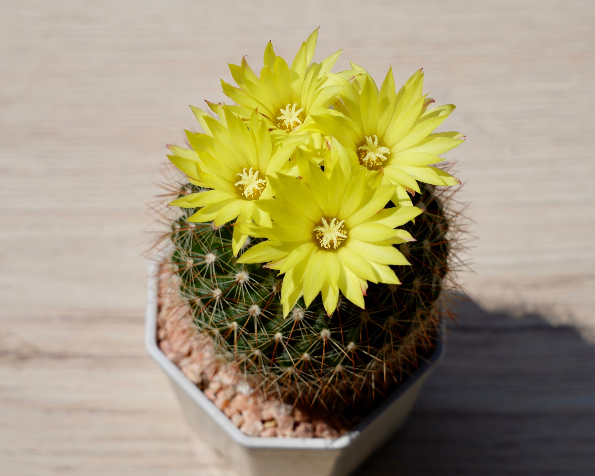 cactus flower seeds 50 CACTUS MIX 'Finest Mixed' Succulent Flower Plant Seeds
