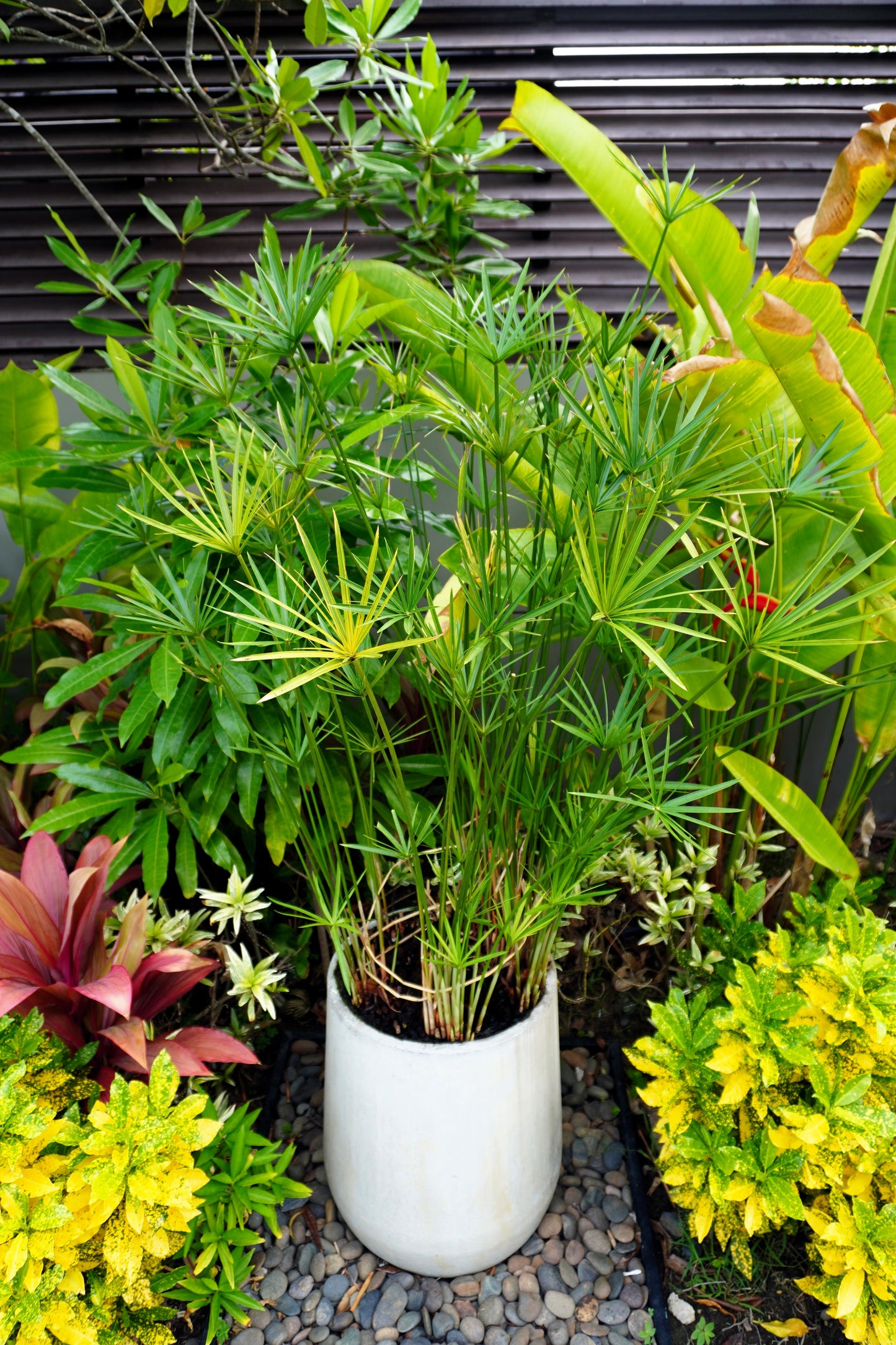 50 UMBRELLA PLANT CYPERUS Alternifolius Papyrus Grass Umbrella Palm Flower Seeds