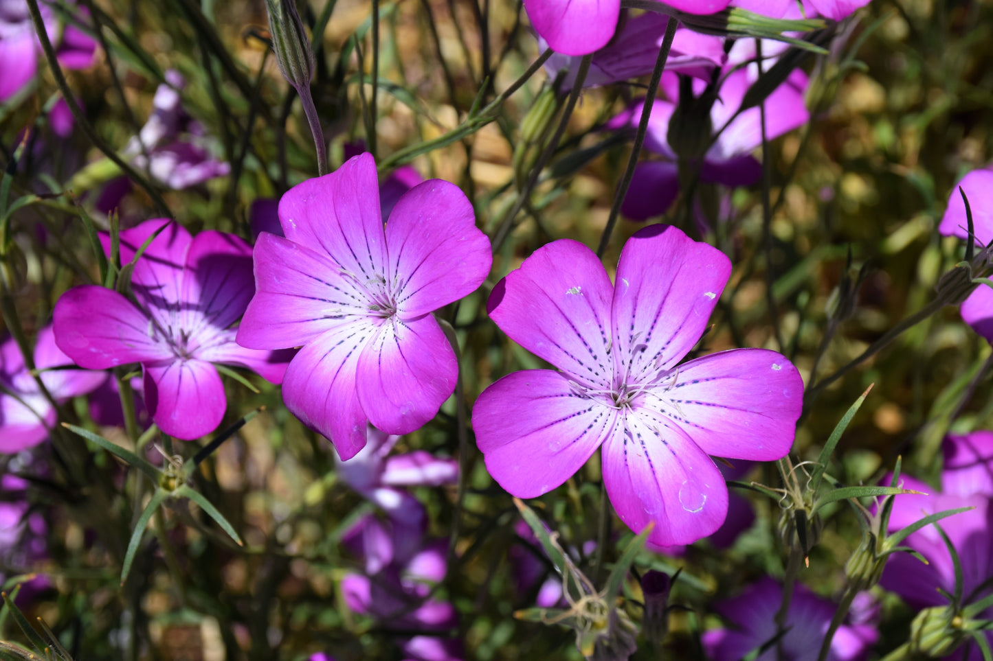 50 Milas ROSE CORN COCKLE Agrostemma Githago Pink Flower Seeds