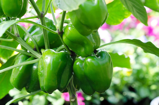 200 Sweet Green CALIFORNIA WONDER Bell PEPPER Capsicum Annuum Vegetable Seeds