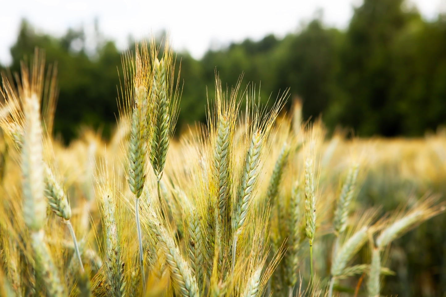 300 Wrens Abruzzi WINTER RYE Secale Cereale Grain Cover Crop Seeds