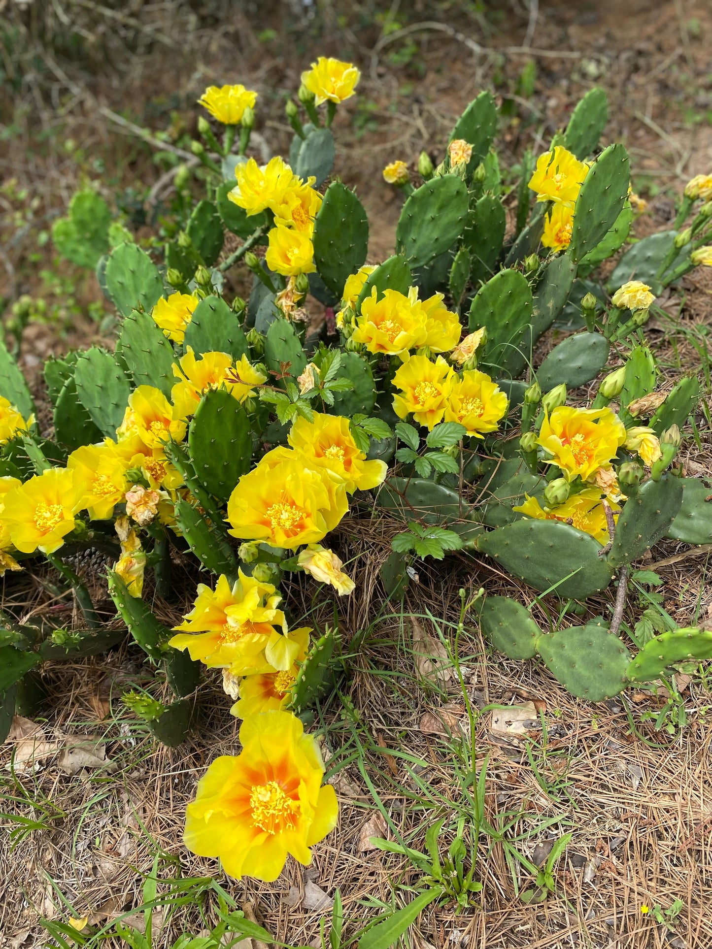 10 Yellow PRICKLY PEAR CACTUS Nopal Opuntia Ficus-Indica Flower Purple Fruit Seeds