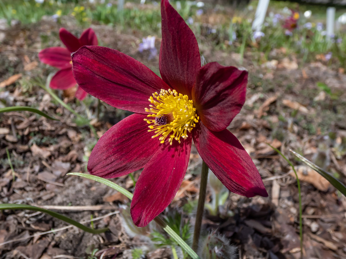 10 RED ANEMONE Pulsatilla Vulgaris PASQUE Flower Seeds