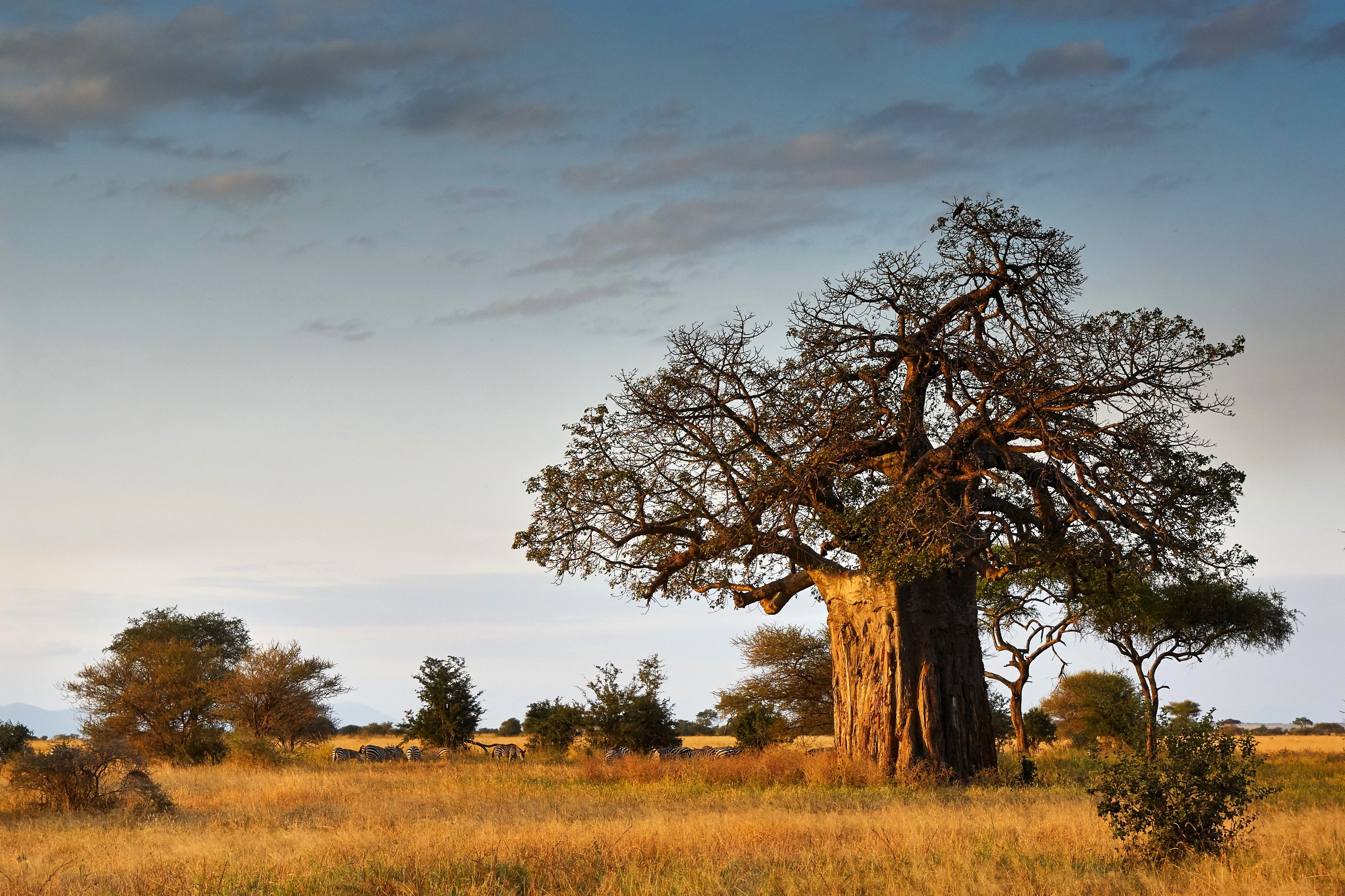 5 African BAOBAB TREE Adansonia Digitata Monkey Bread Judas Fruit Seeds