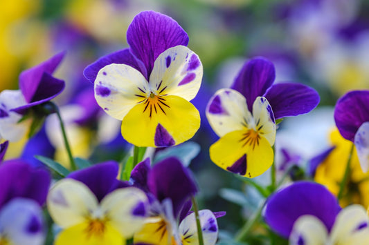 250 JOHNNY JUMP UP Helen Mount Violet Viola Tricolor Flower Seeds