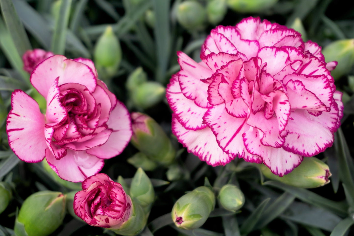 50 PICOTEE MIX CARNATION Dianthus Caryophyllus Double Bicolor Striped Flower Seeds