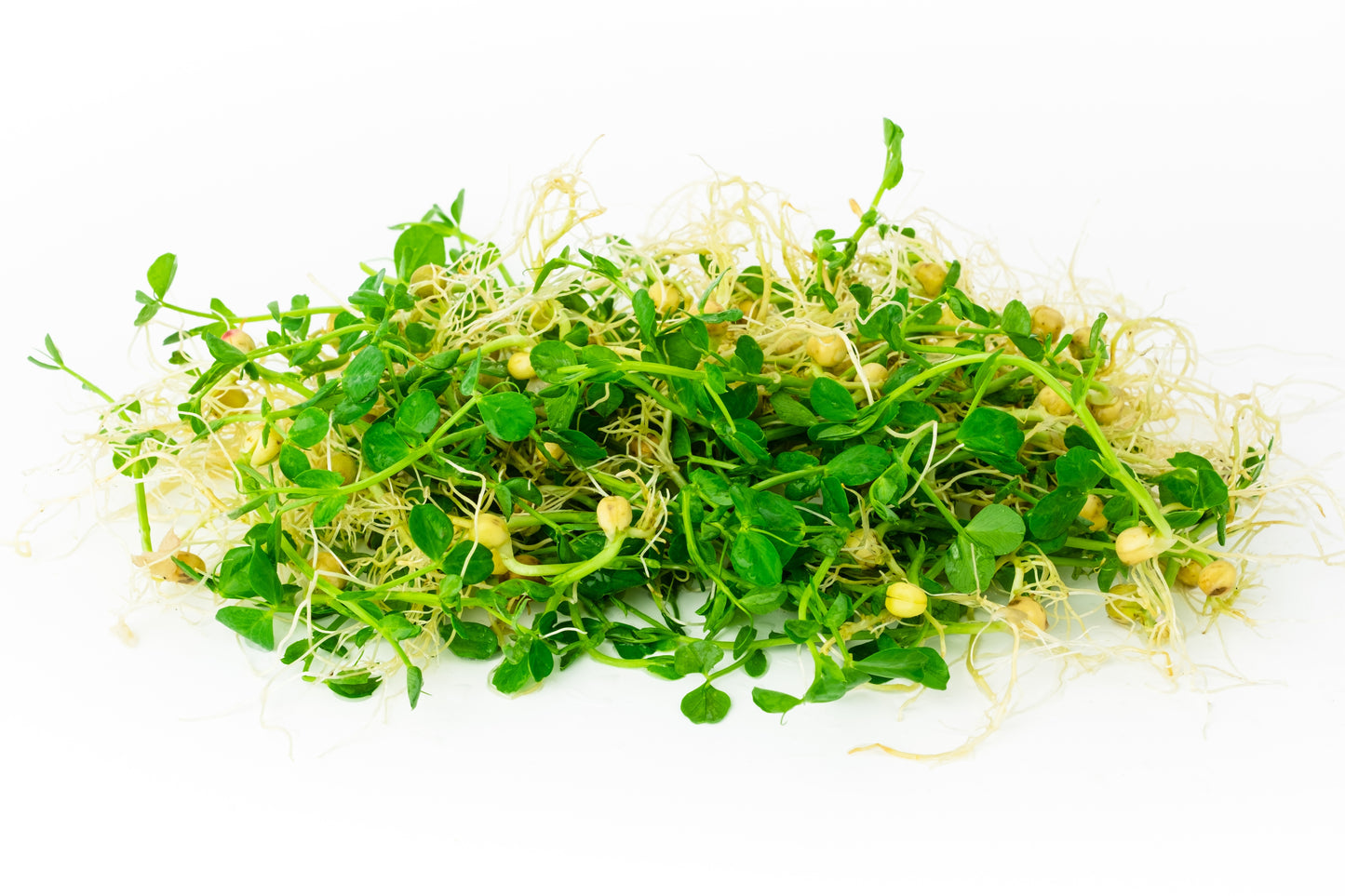 50 Mammoth MELTING SUGAR PEA Stringless Snow Pea Pisum Sativum Vegetable Seeds