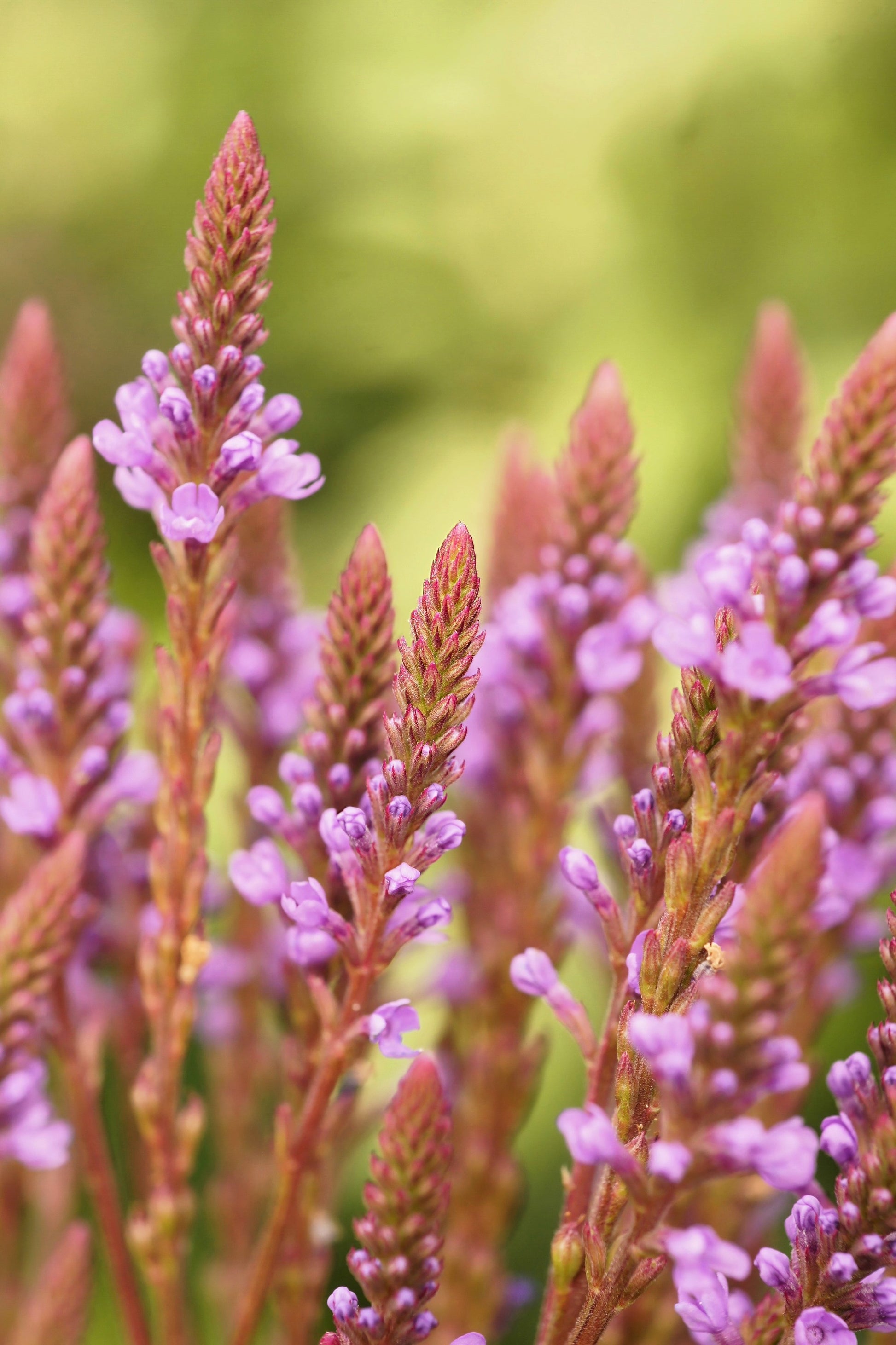 rose verbena seeds 1000 Pink VERVAIN Verbena Hastata Rosea Flower Seeds – Seedville USA