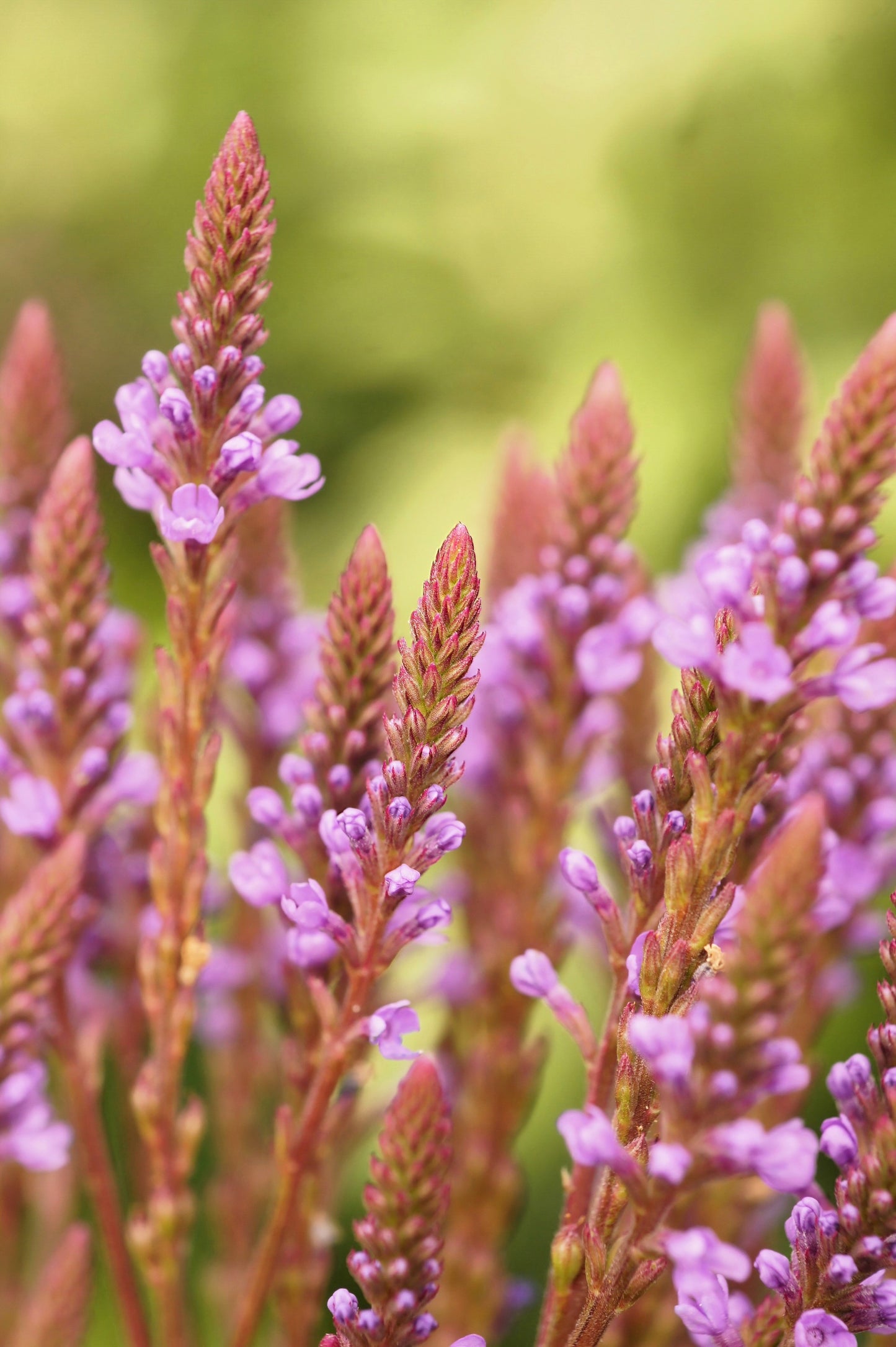 1000 Pink VERVAIN Verbena Hastata Rosea Flower Seeds