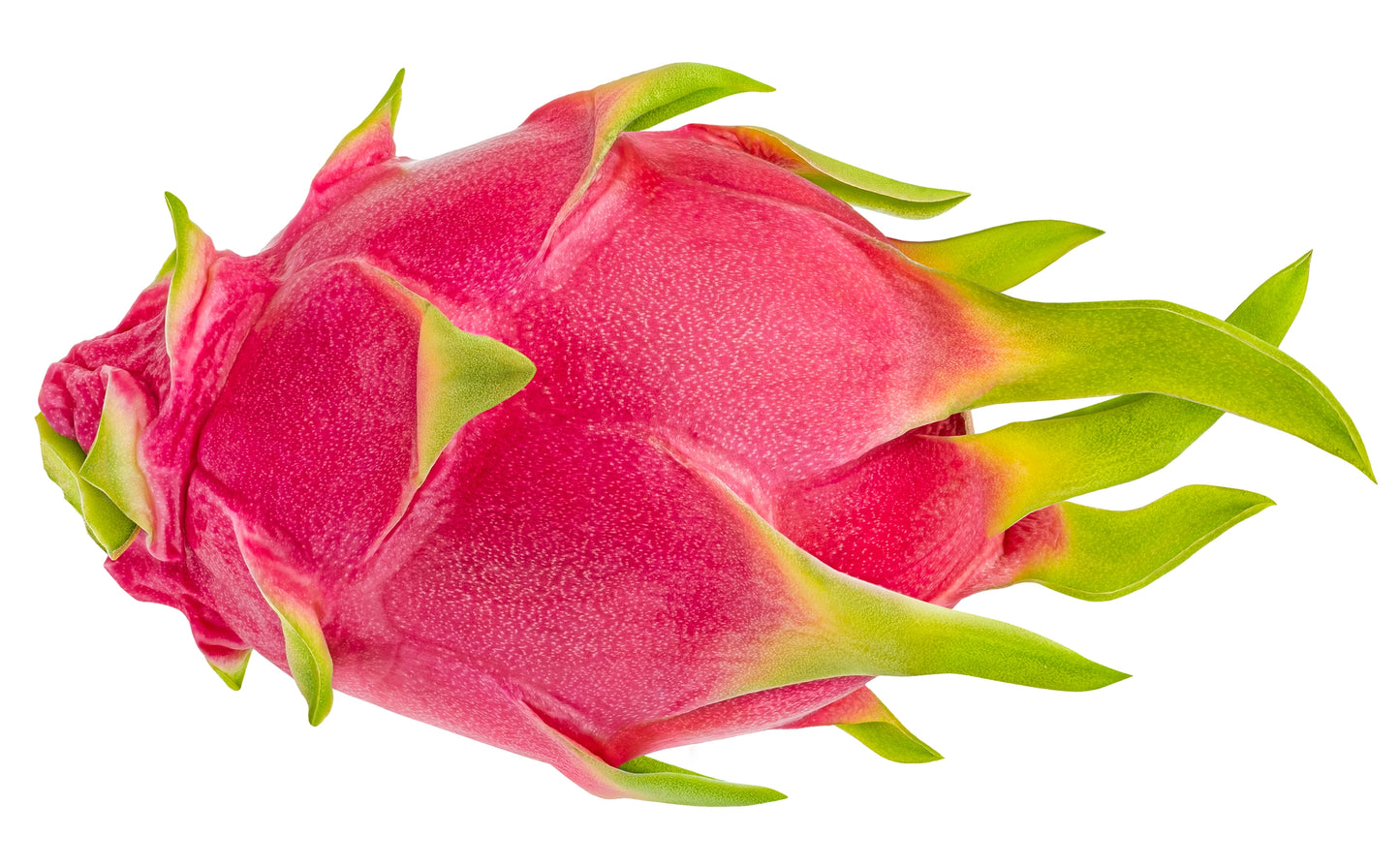 20 WHITE DRAGON FRUIT (Pitaya / Pitahaya / Strawberry Pear) Hylocereus Undatus Cactus Seeds