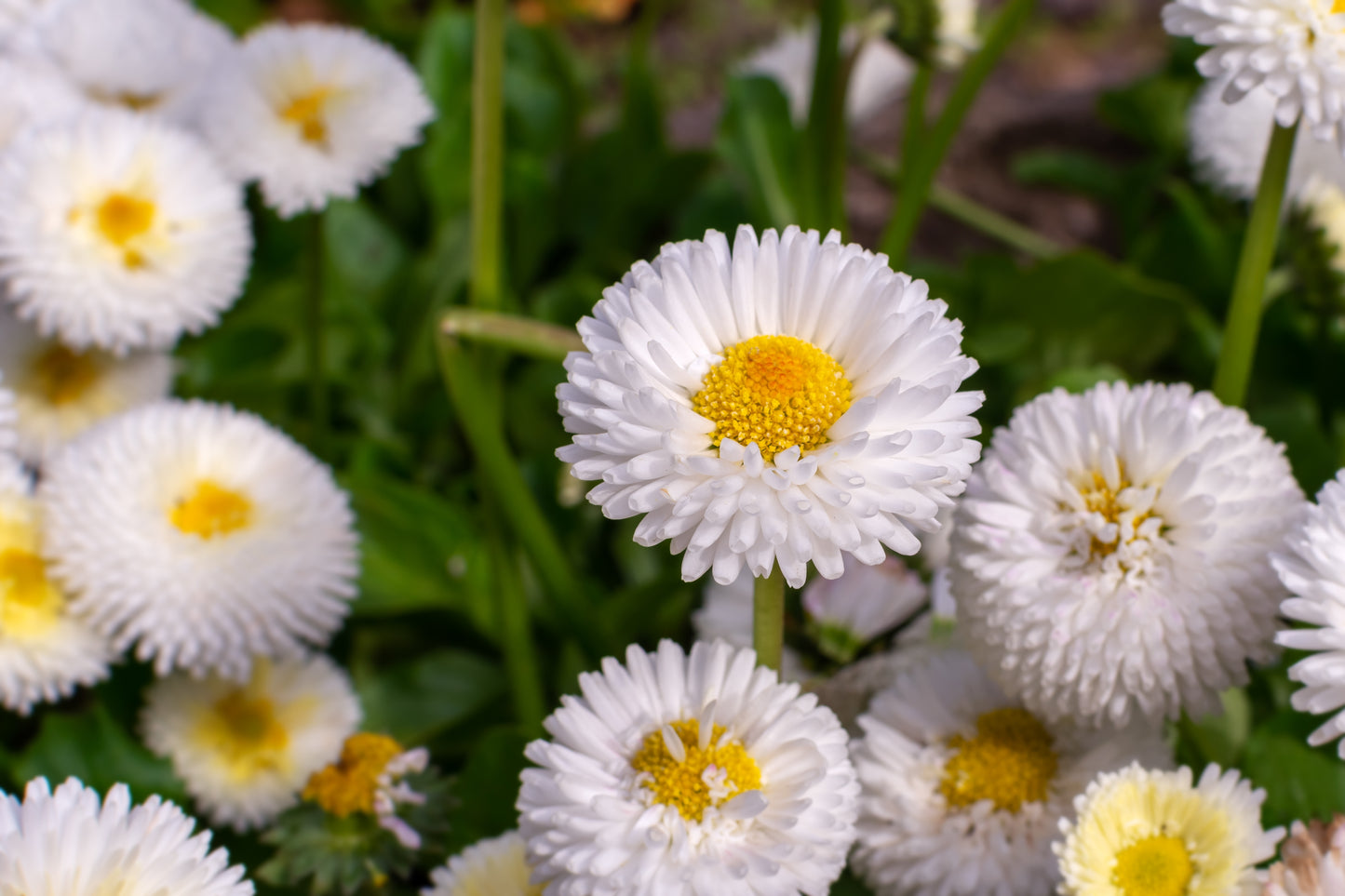 500 Dwarf WHITE ENGLISH DAISY Bellis Perennis Flower Seeds