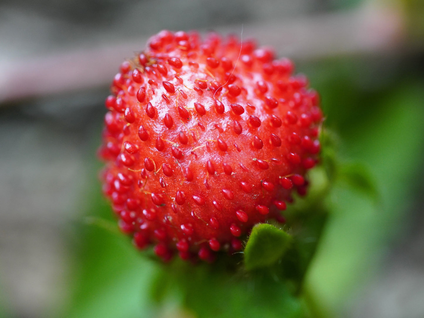 50 Edible Red MOCK STRAWBERRY Potentilla Indica Duchesnea Fruit Berry Seeds