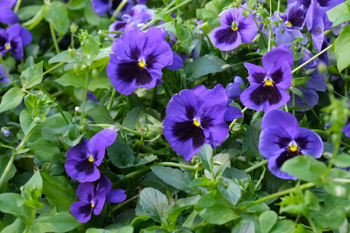 50 DEEP BLUE Blotch PANSY Swiss Giant Viola Wittrockiana Ullswater Flower Seeds