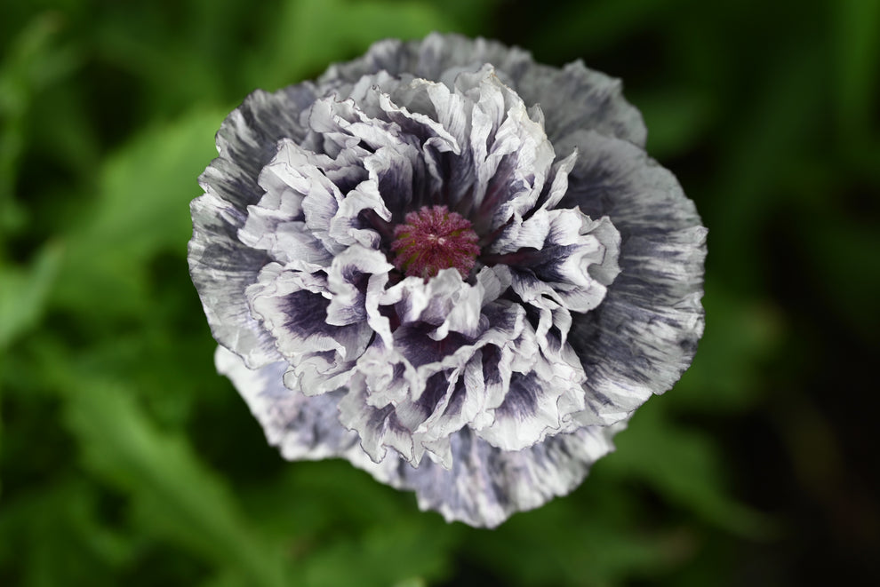 50 Organic AMAZING GREY POPPY Papaver Rhoeas Silvery Gray Flower Seeds ...