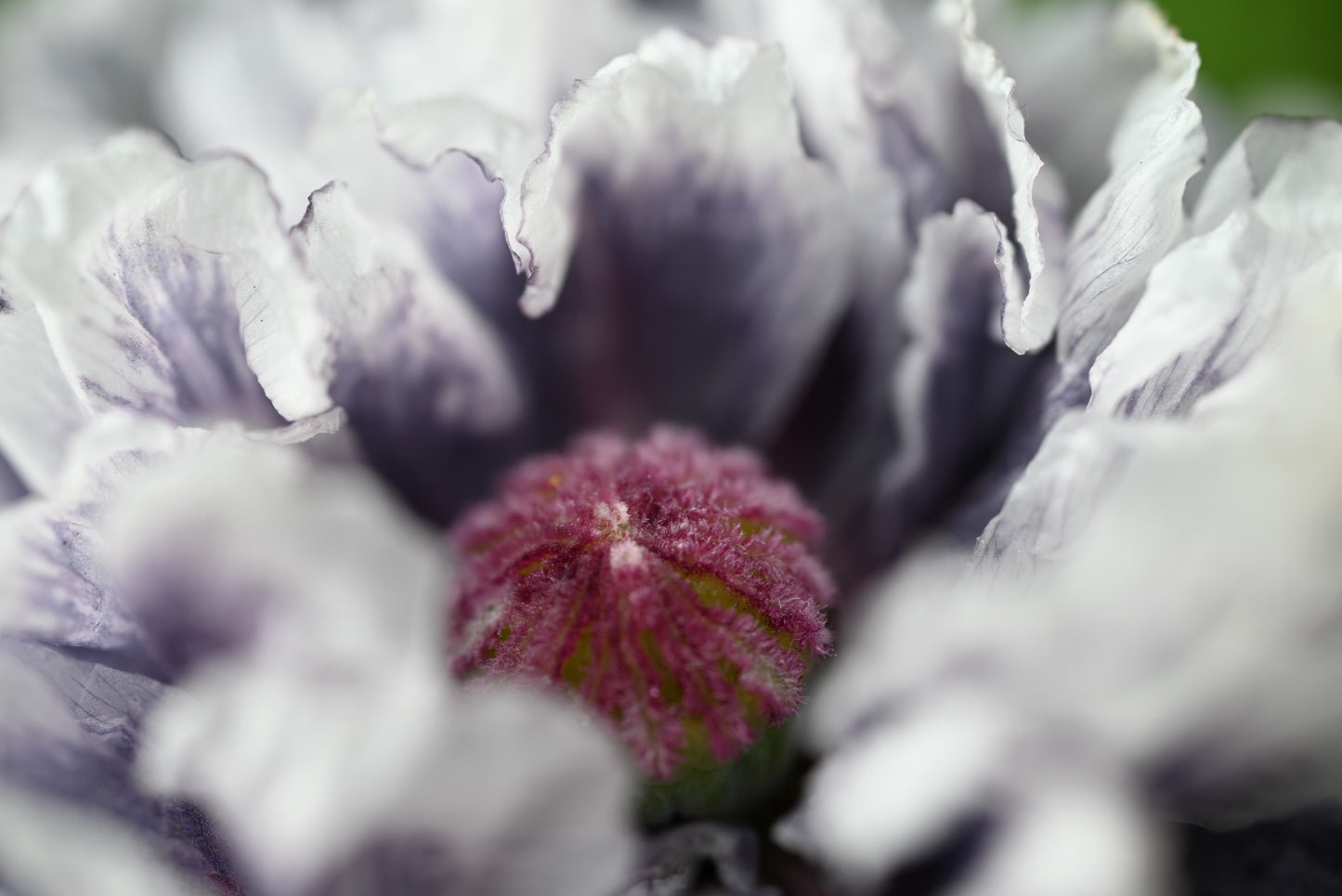 50 Organic AMAZING GREY POPPY Papaver Rhoeas Silvery Gray Flower Seeds