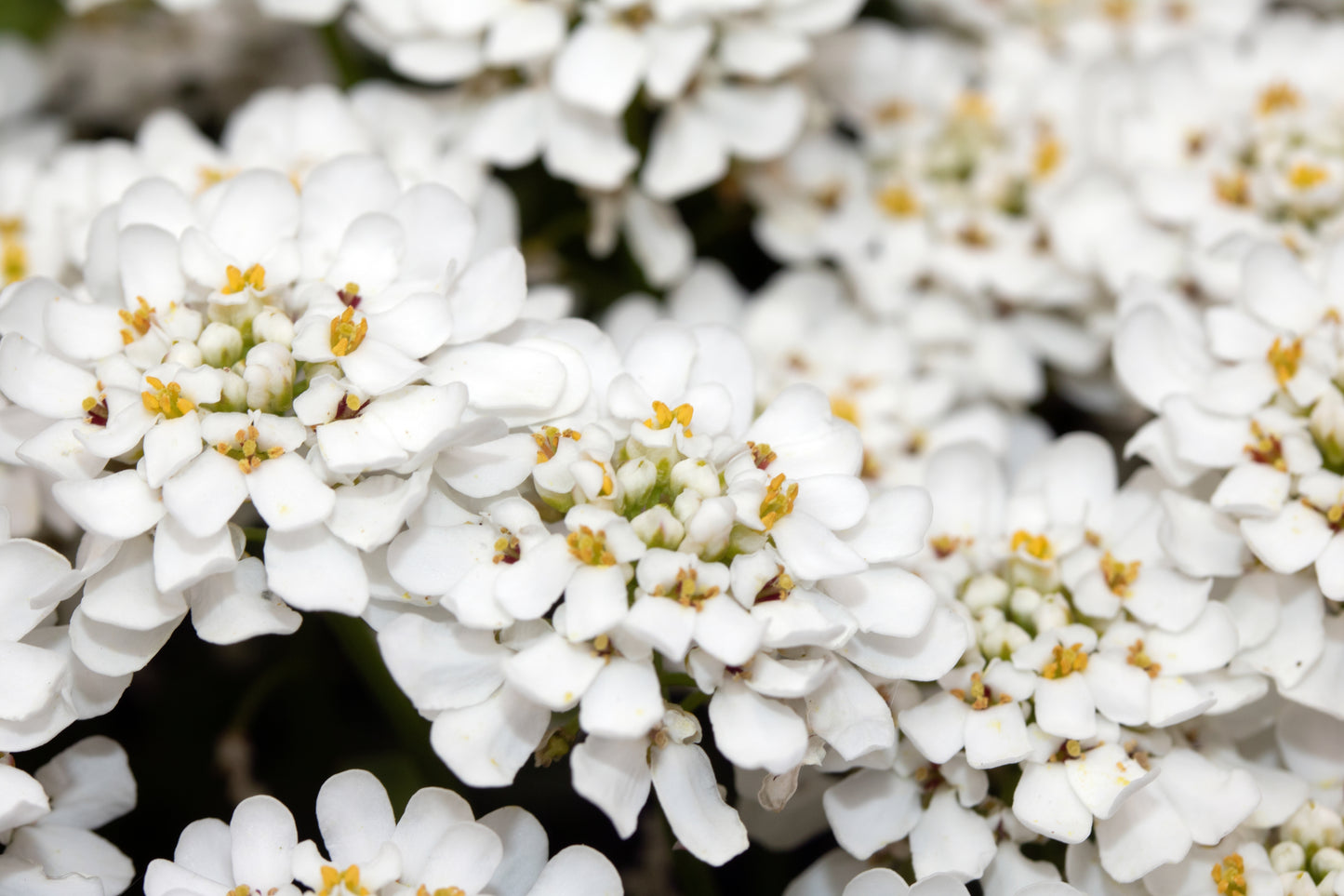 1000 WHITE EMPRESS CANDYTUFT Iberis Amara Groundcover Flower Seeds