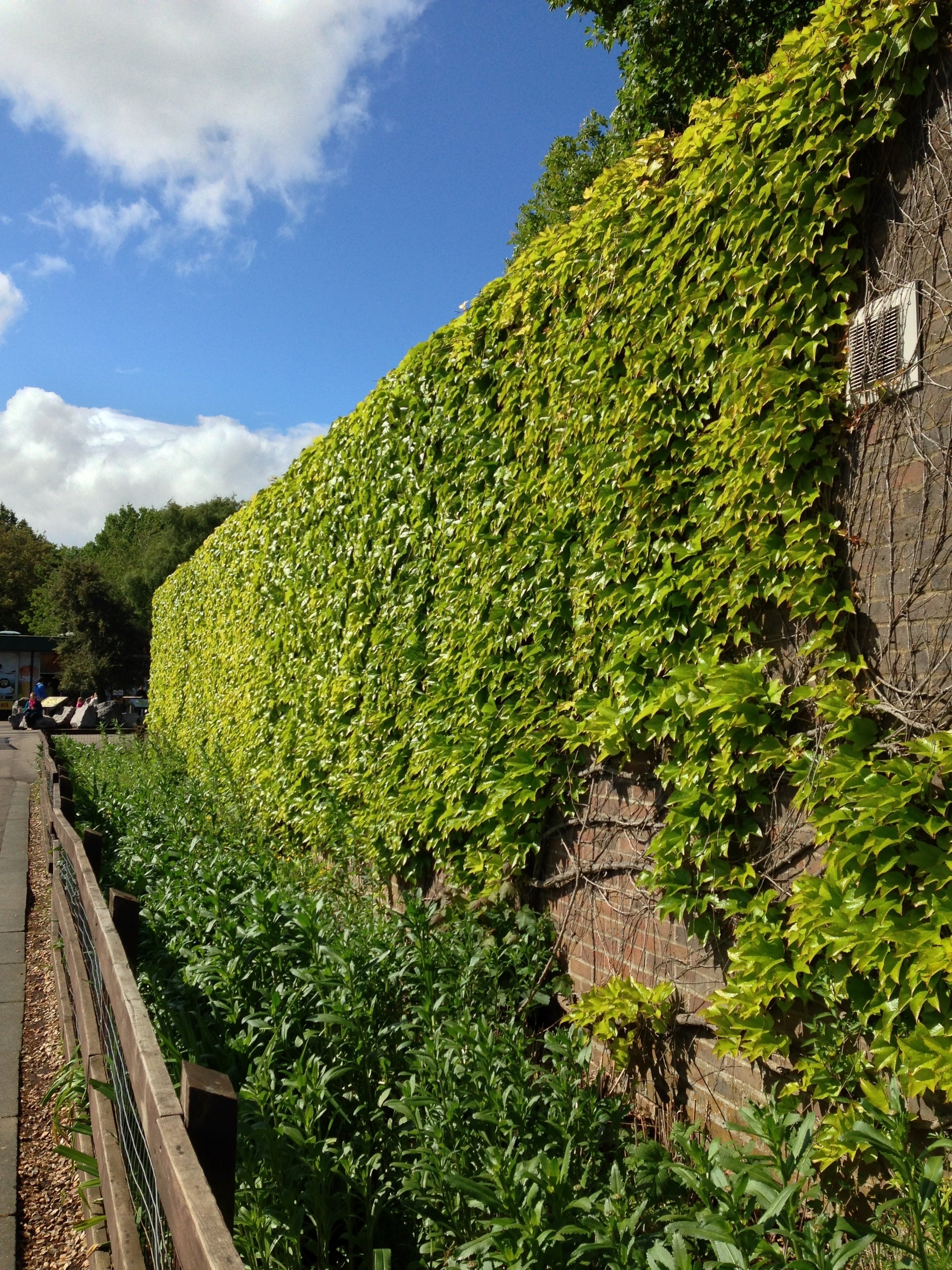 boston ivy indoor plant 10 BOSTON IVY ( Bostonian Ivy / Wall Ivy ) Parthenocissus Tricuspidata – Seedville USA