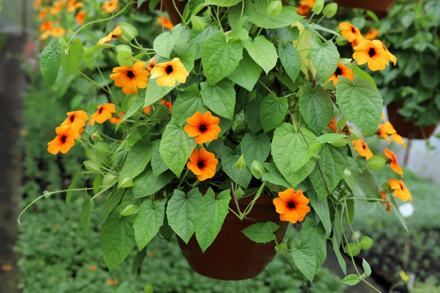 30 BLACK Eyed SUSAN VINE Thunbergia Alata Orange Yellow Black Flower Seeds