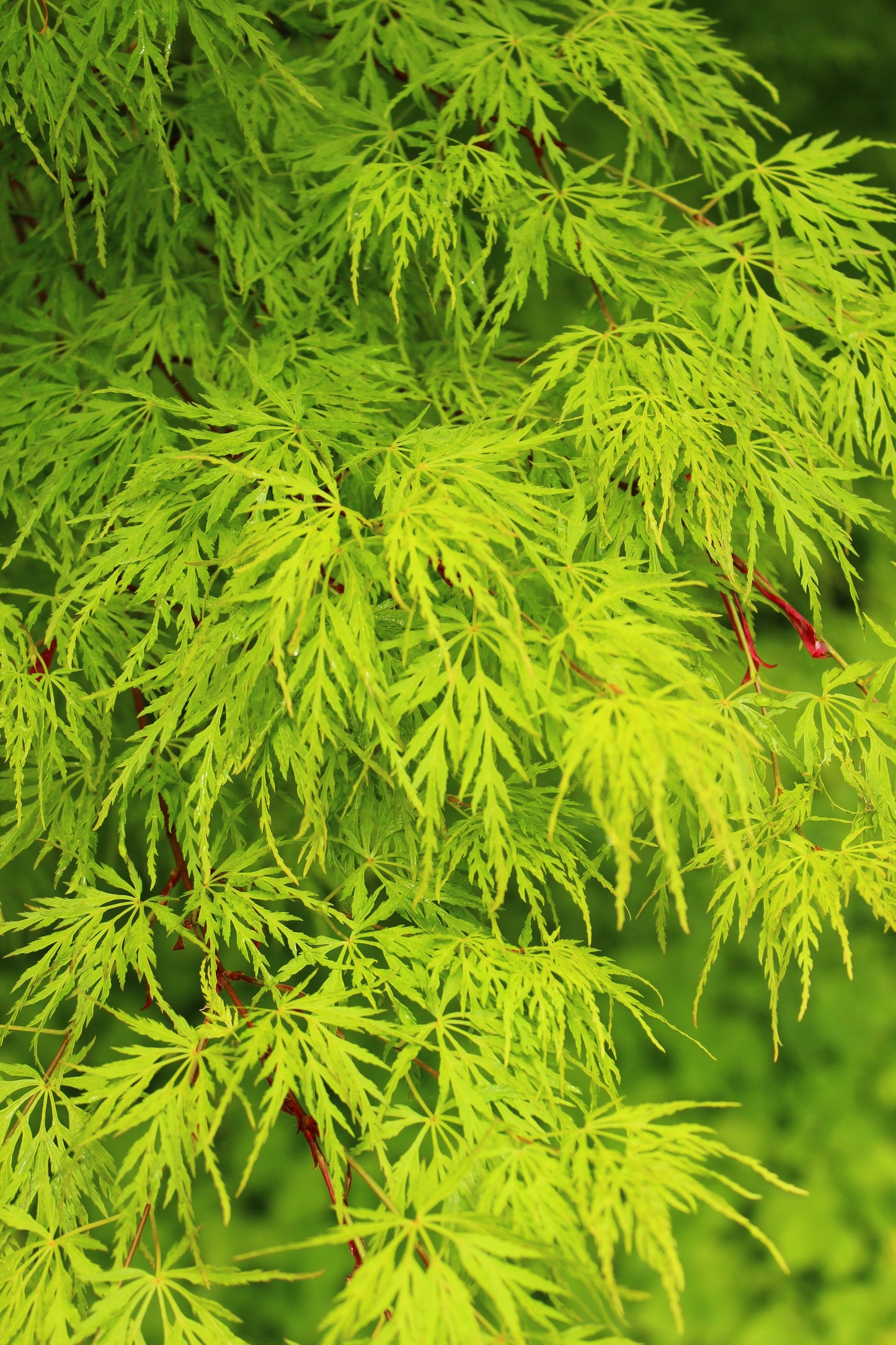 10 Upright GREEN LACELEAF MAPLE Japanese Seiryu Acer Palmatum Dissectum Viridis Tree Seeds