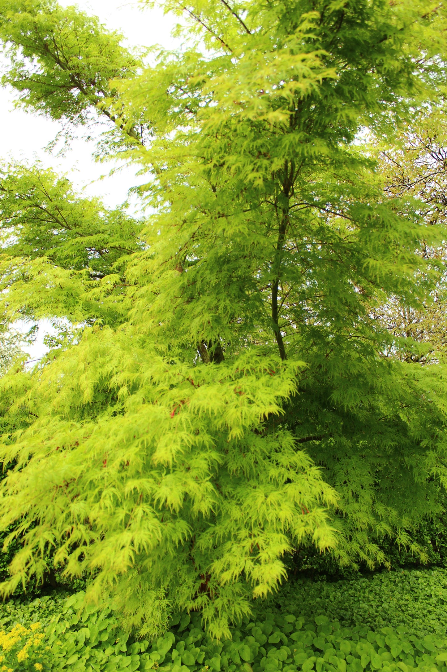 10 Upright GREEN LACELEAF MAPLE Japanese Seiryu Acer Palmatum Dissectum Viridis Tree Seeds