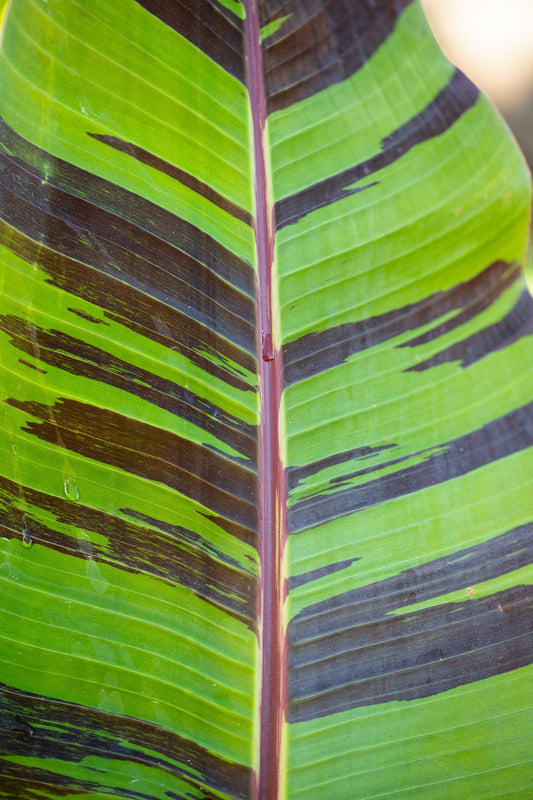 5 RED TIGER BANANA Hardy Musa Sikkimensis Bengal Flowering Darjeeling Sikkim Fruit Tree Seeds