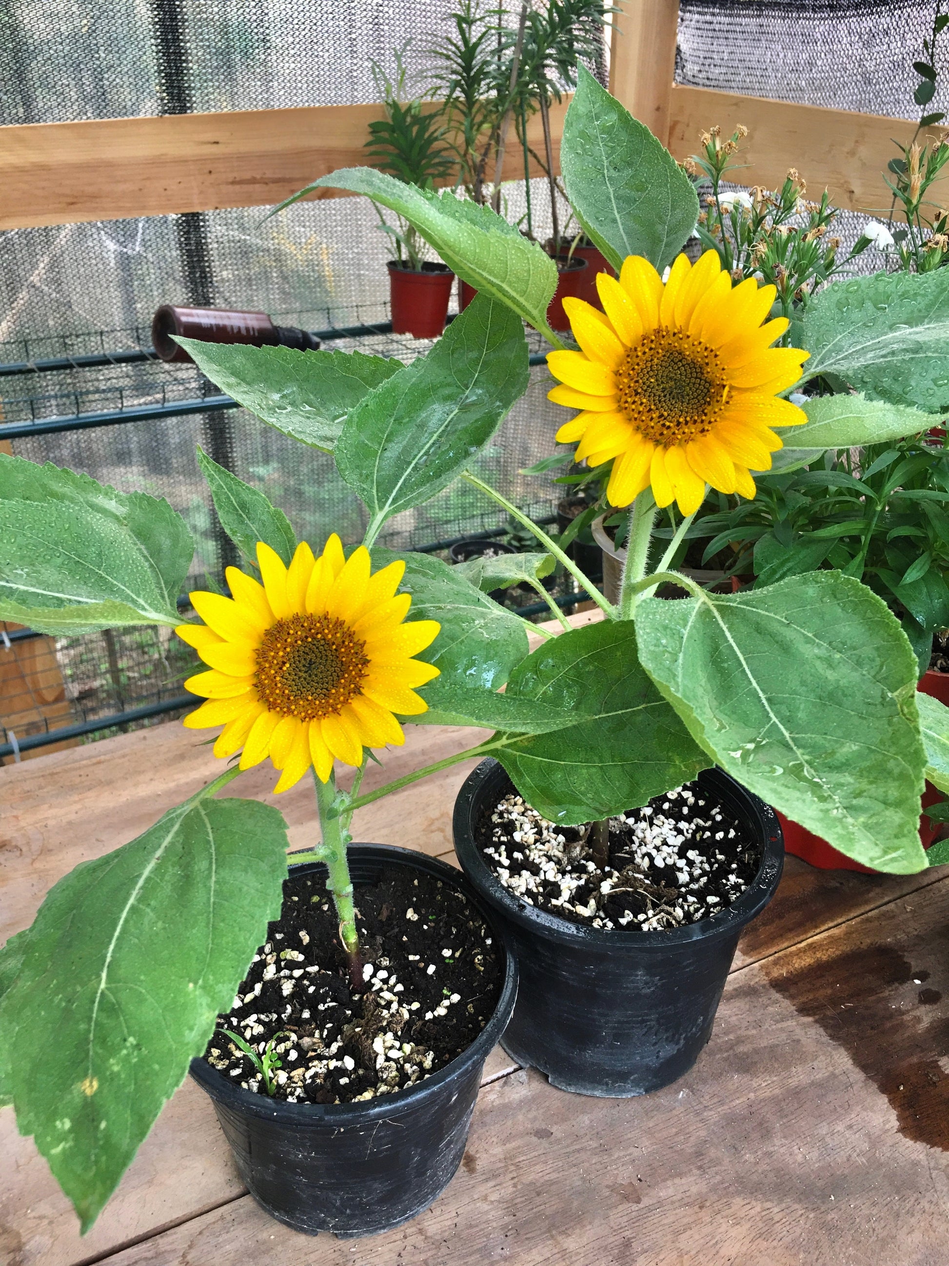 sunflower potted plant 25 Dwarf SUNSPOT SUNFLOWER Helianthus Annuus Flower Seeds – Seedville USA