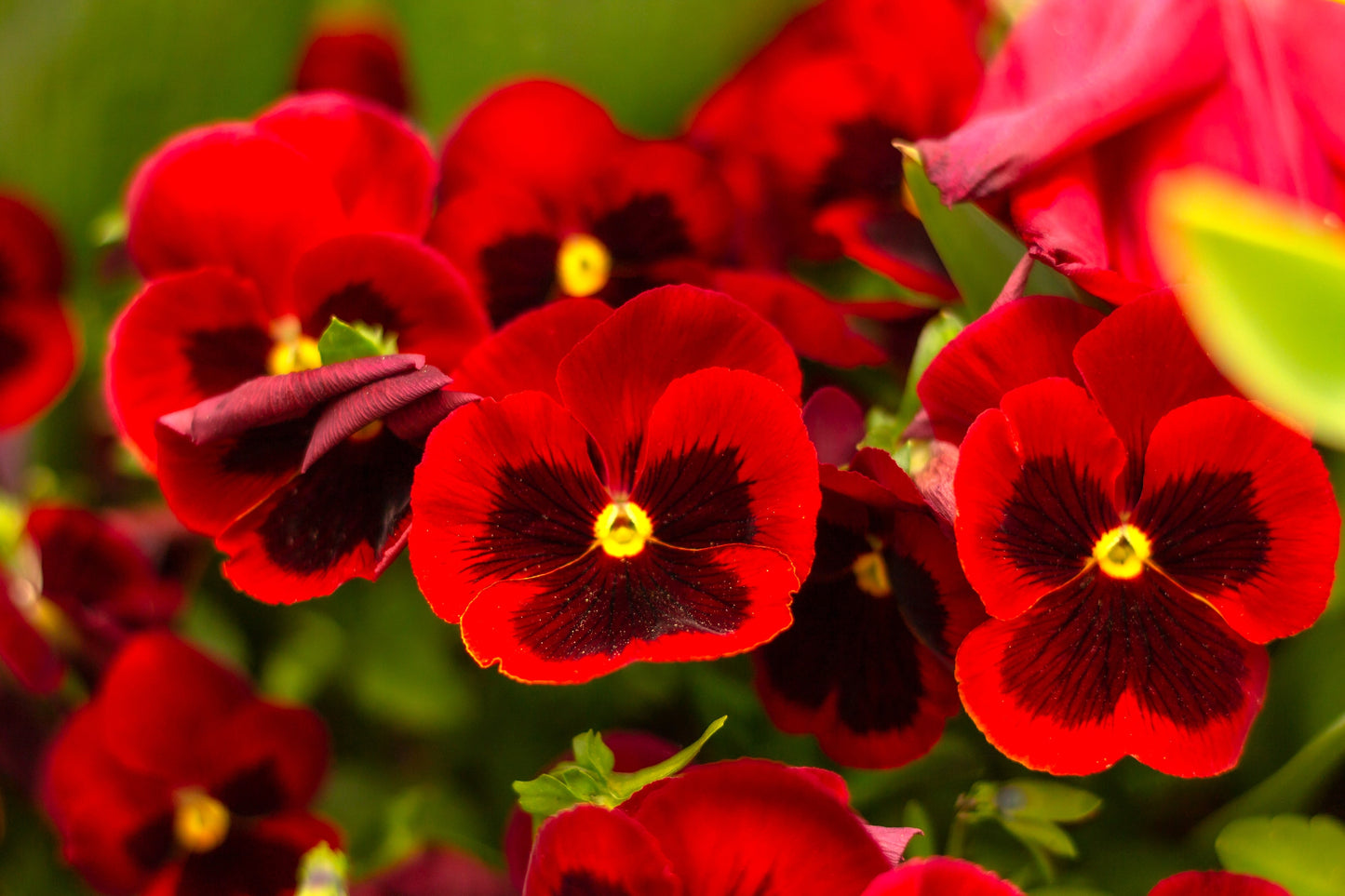 50 RED & BROWN PANSY Swiss Giant Violet Viola Wittrockiana Flower Seeds