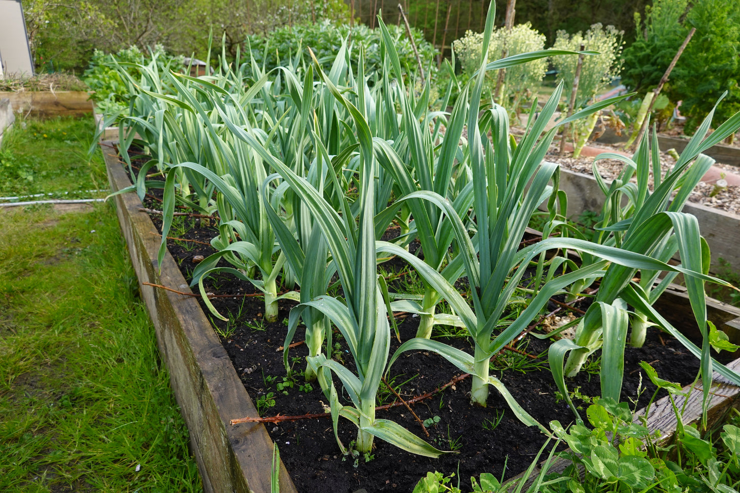 500 BROAD LONDON LEEK Allium Porrum Heirloom White & Green Vegetable Seeds