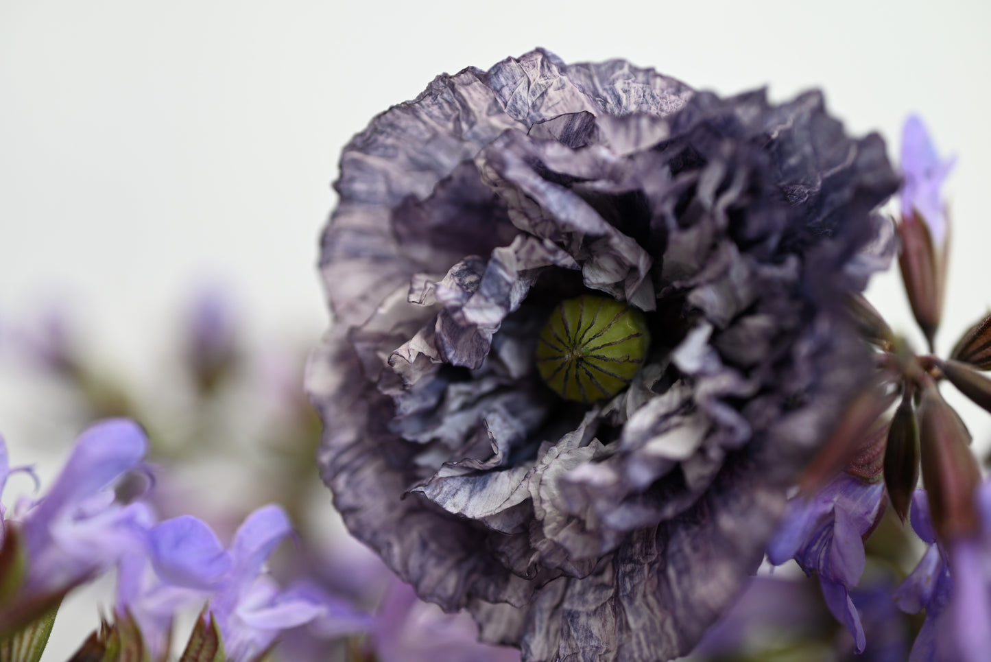 50 Organic AMAZING GREY POPPY Papaver Rhoeas Silvery Gray Flower Seeds