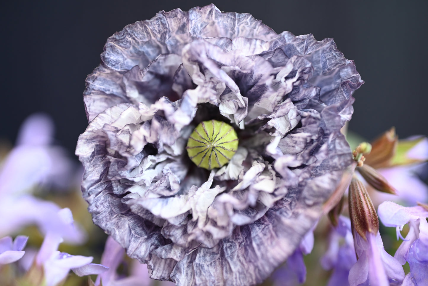 50 Organic AMAZING GREY POPPY Papaver Rhoeas Silvery Gray Flower Seeds