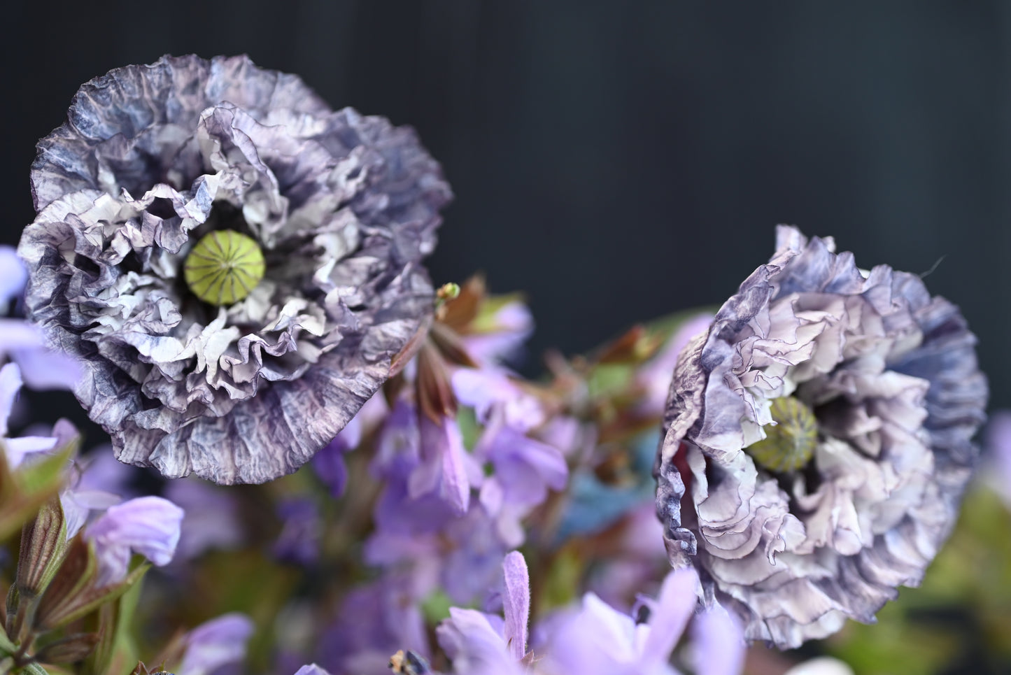 50 Organic AMAZING GREY POPPY Papaver Rhoeas Silvery Gray Flower Seeds