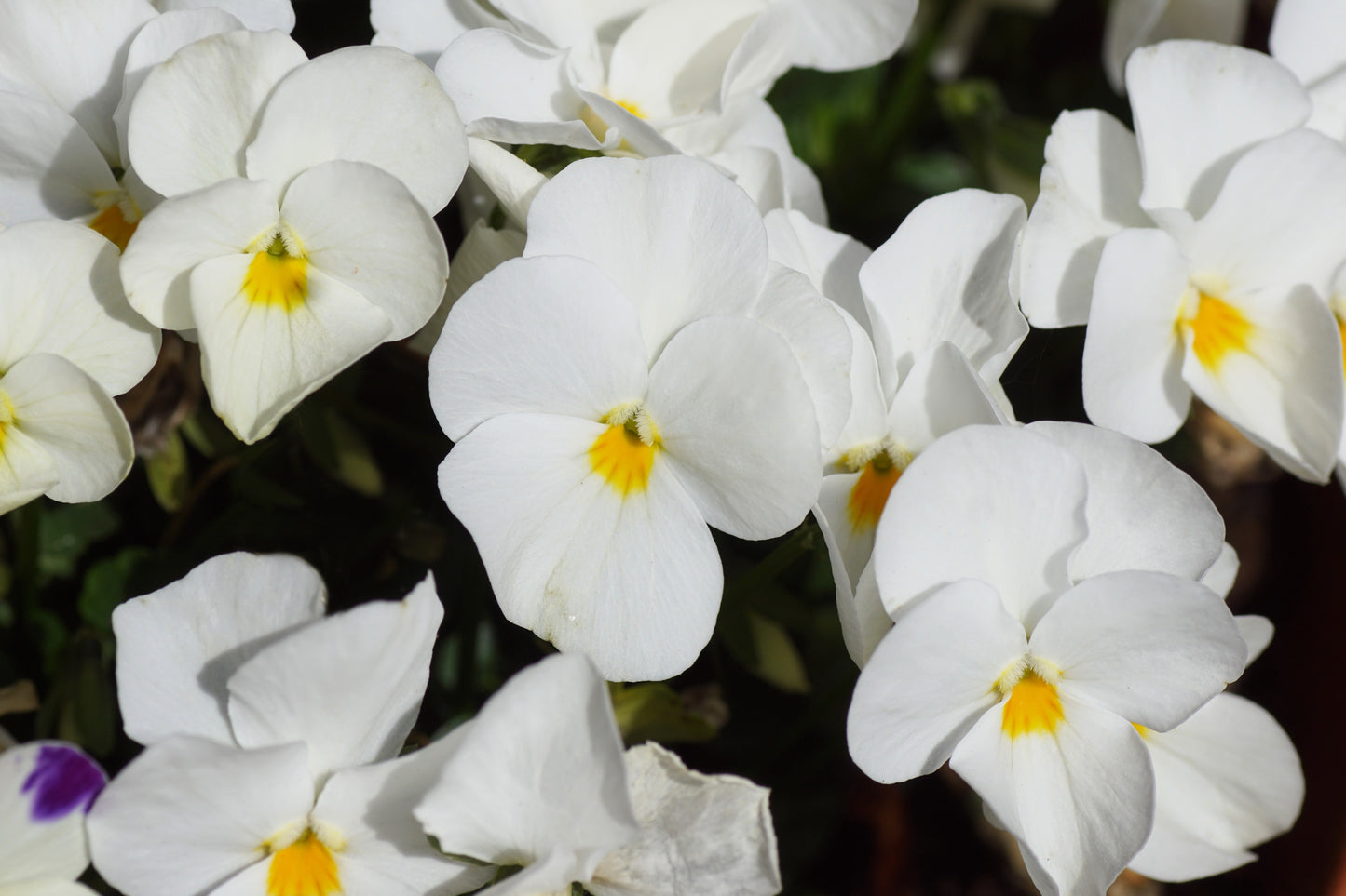 50 WHITE PANSY Clear Crystals Violet Viola Wittrockiana Flower Seeds