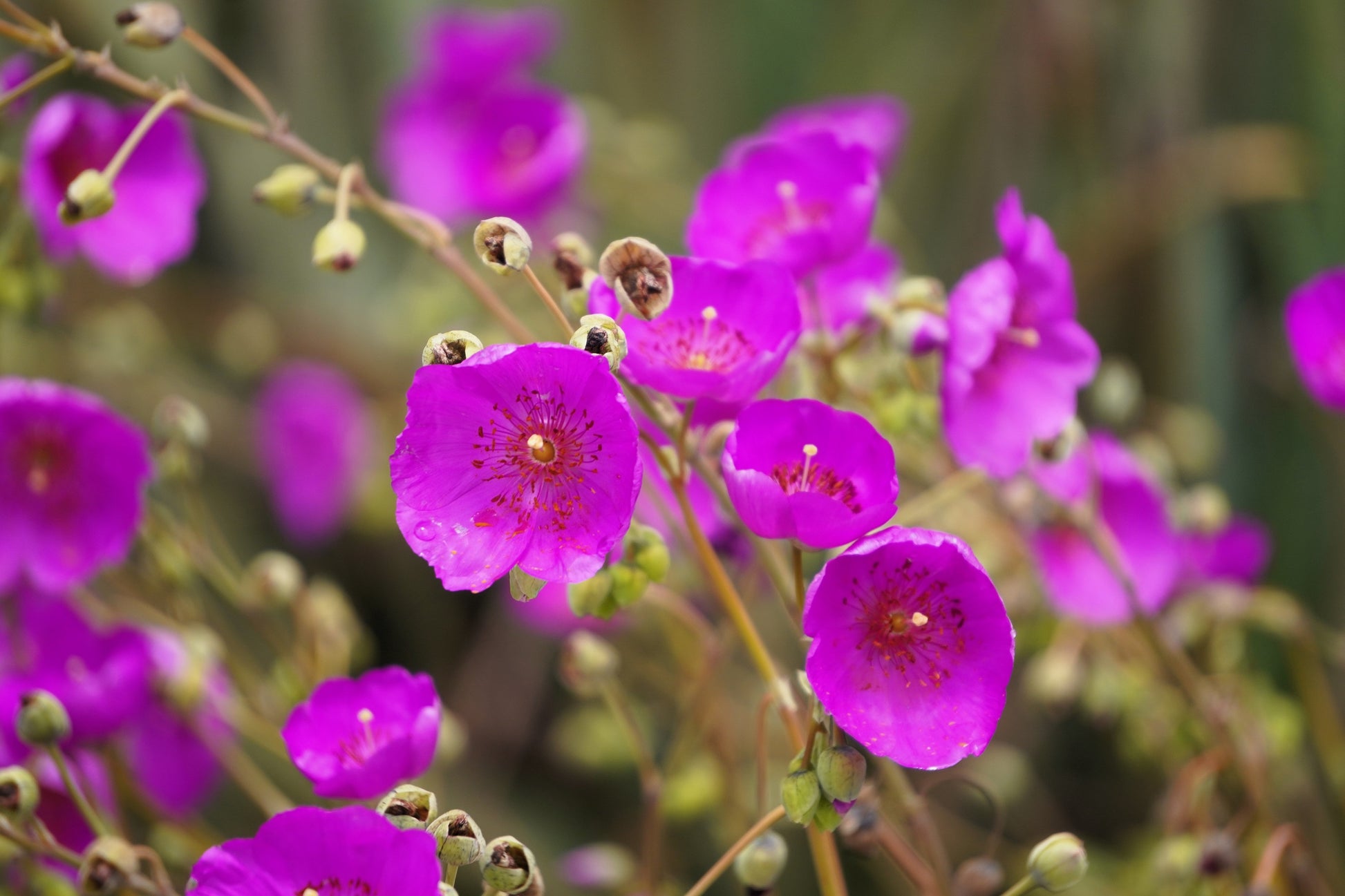 magenta flower succulent 50 RED ROCK PURSLANE ' Ruby Tuesday ' Calandrinia Umbellata Magenta Flower Herb Seeds