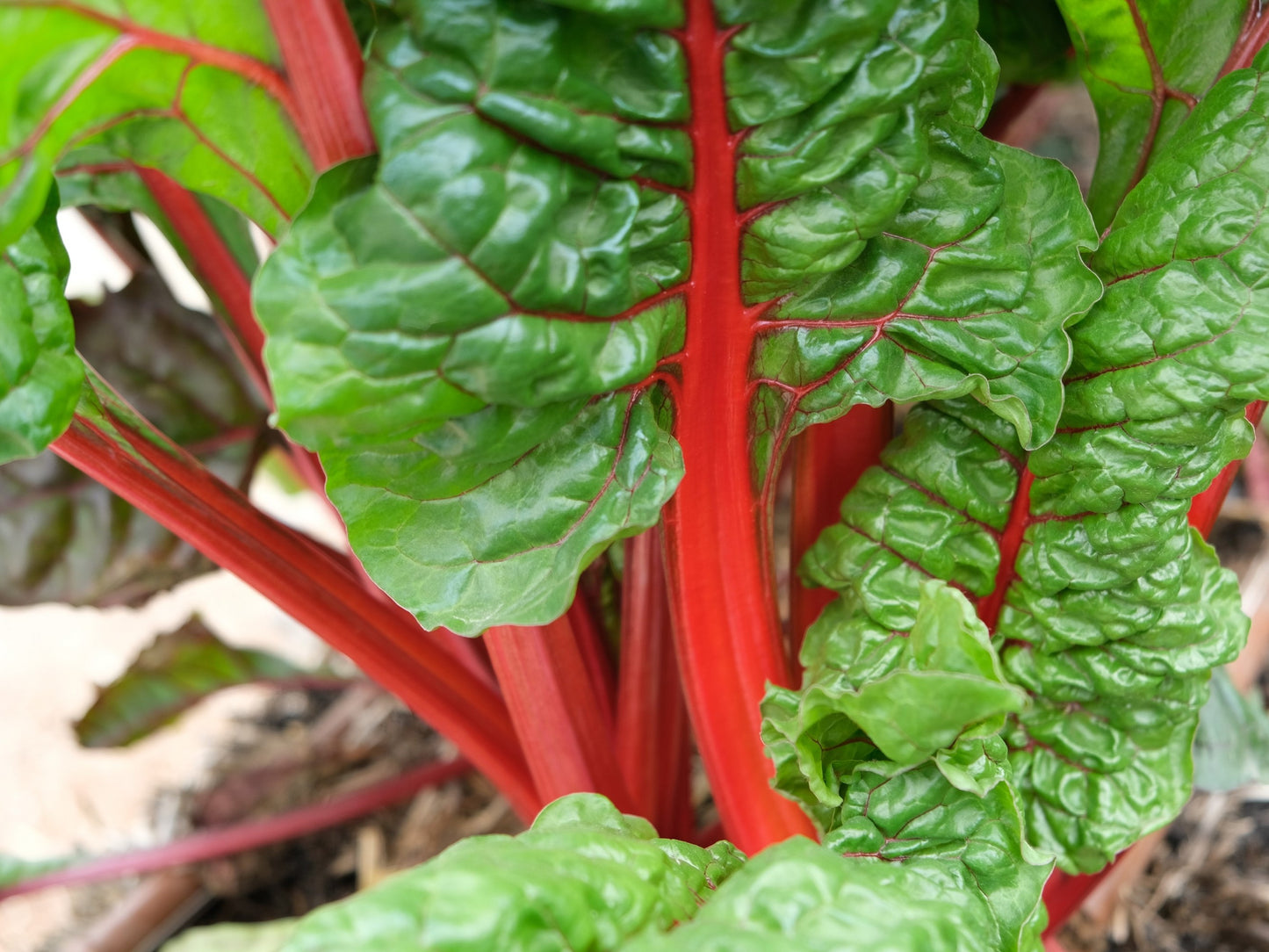 300 RUBY RED SWISS CHARD (Perpetual Spinach) Beta Vulgaris Cicla Vegetable Seeds