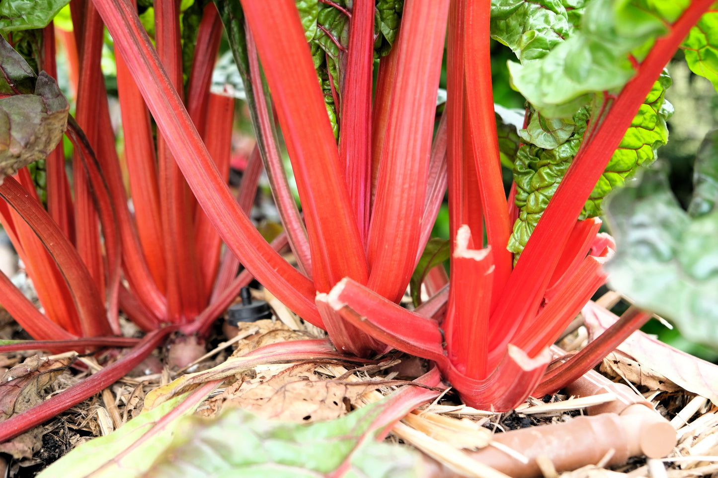 300 RUBY RED SWISS CHARD (Perpetual Spinach) Beta Vulgaris Cicla Vegetable Seeds