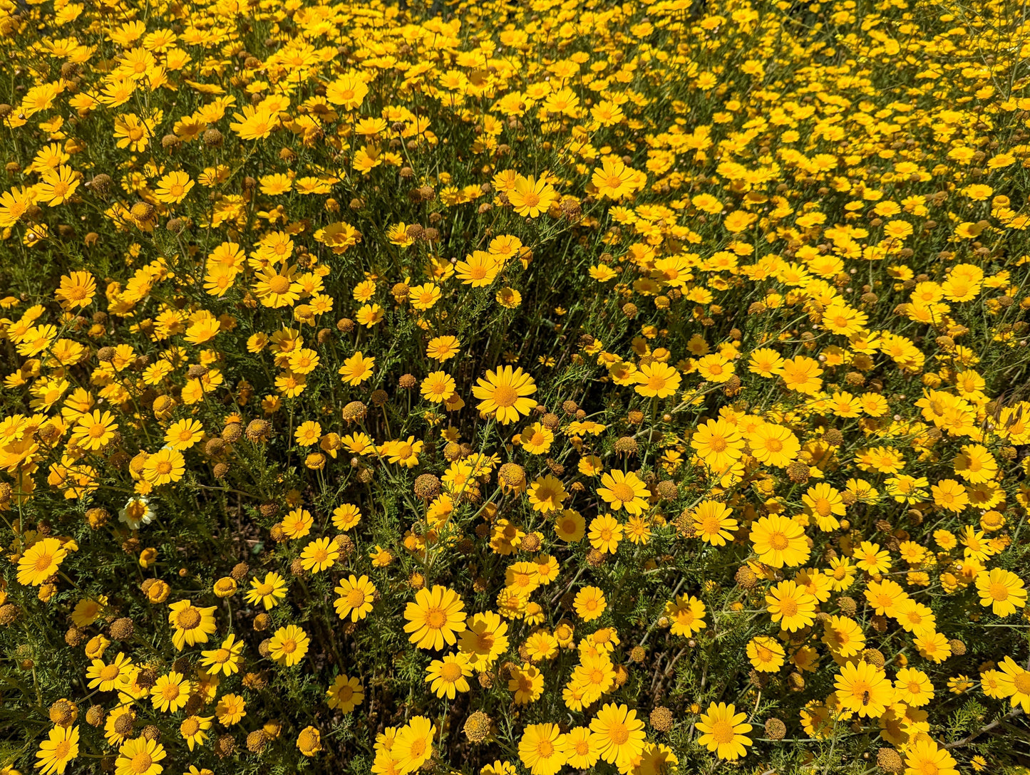 1500 CALIFORNIA SUNSHINE GOLDFIELDS Lasthenia Glabrata Yellow Flower Seeds