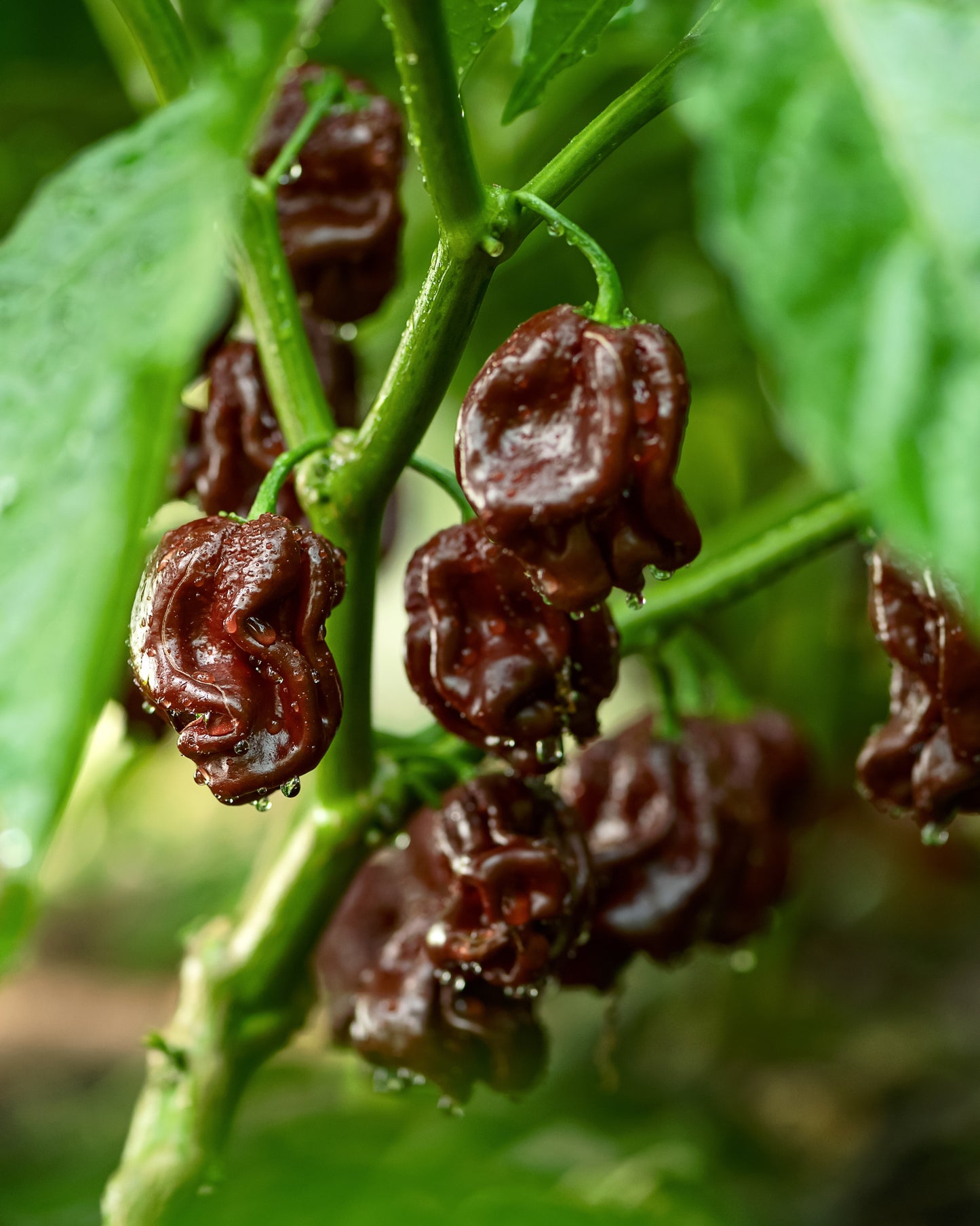 50 Hot BROWN HABANERO PEPPER Capsicum Chinense Seeds