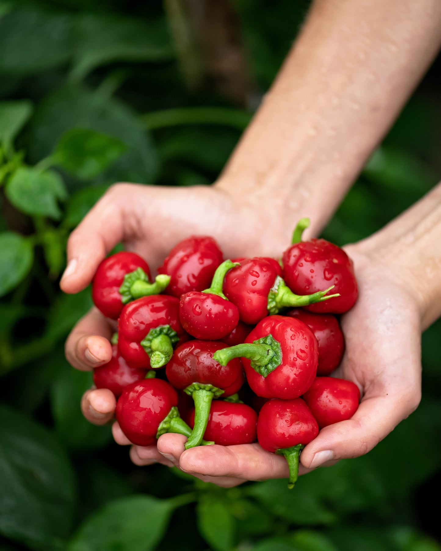 100 Red CHERRY HOTS Pepper (Finger Hots, Hot Cherry Pepper, Hot Chili Pepper, Cherry Chili Pepper, Pimienta) Capsicum Annuum Vegetable Seeds