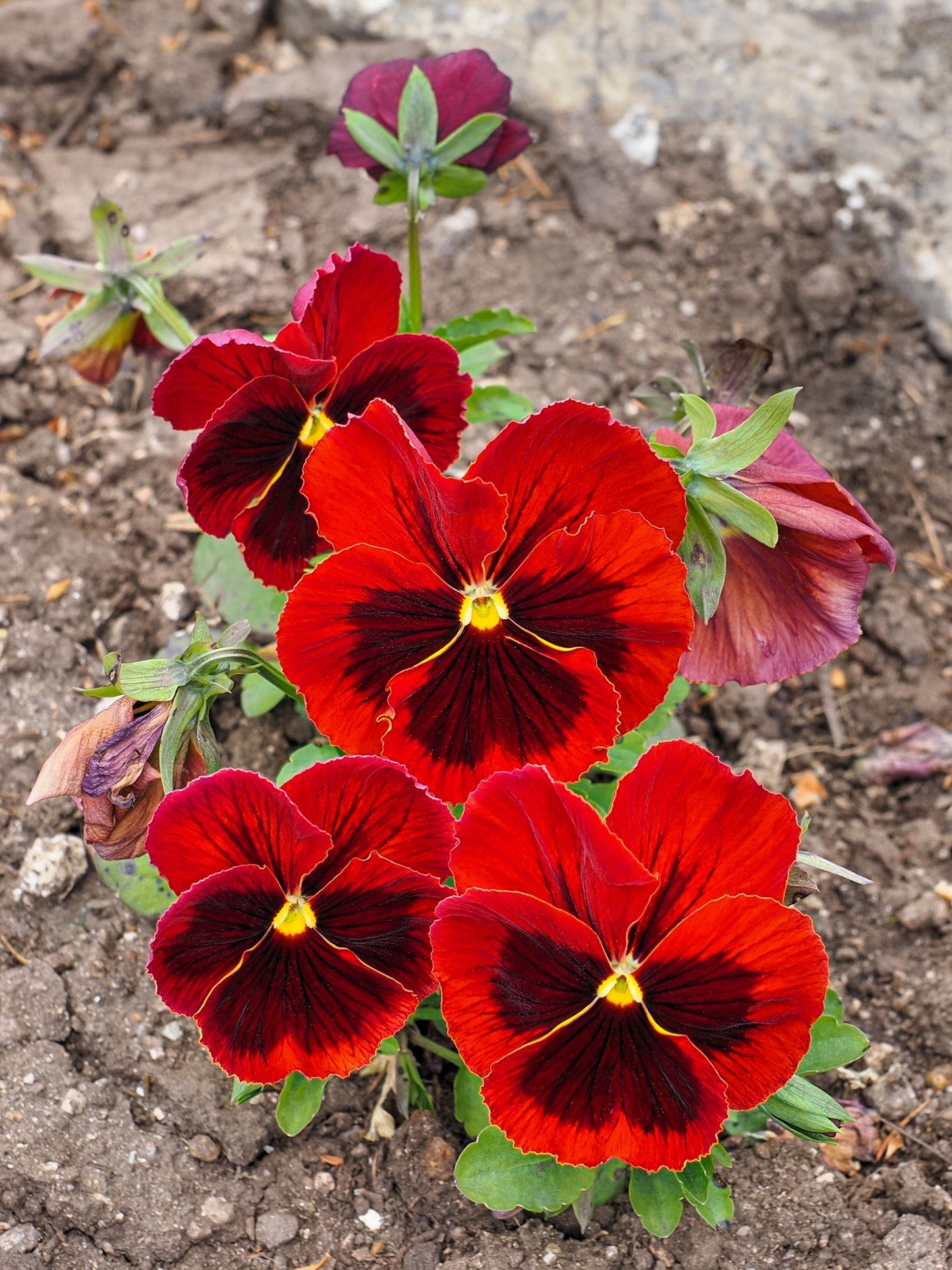 50 RED & BROWN PANSY Swiss Giant Violet Viola Wittrockiana Flower Seeds