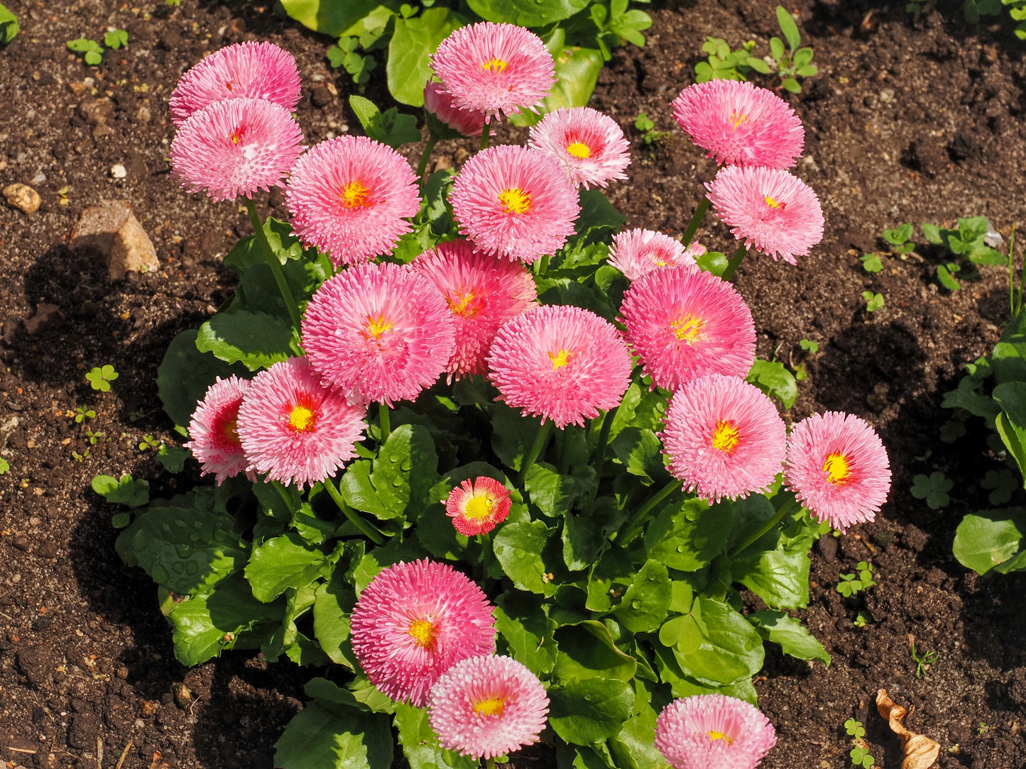 100 PINK ENGLISH DAISY Bellis Perennis Tasso Pink Double Flower Seeds