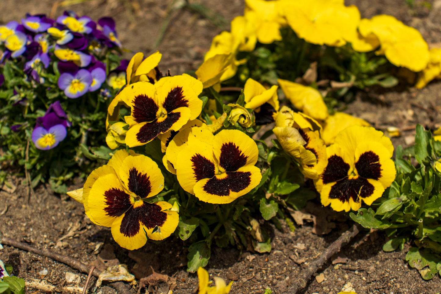 50 YELLOW & BROWN PANSY Swiss Giant Violet Viola Wittrockiana Flower Seeds