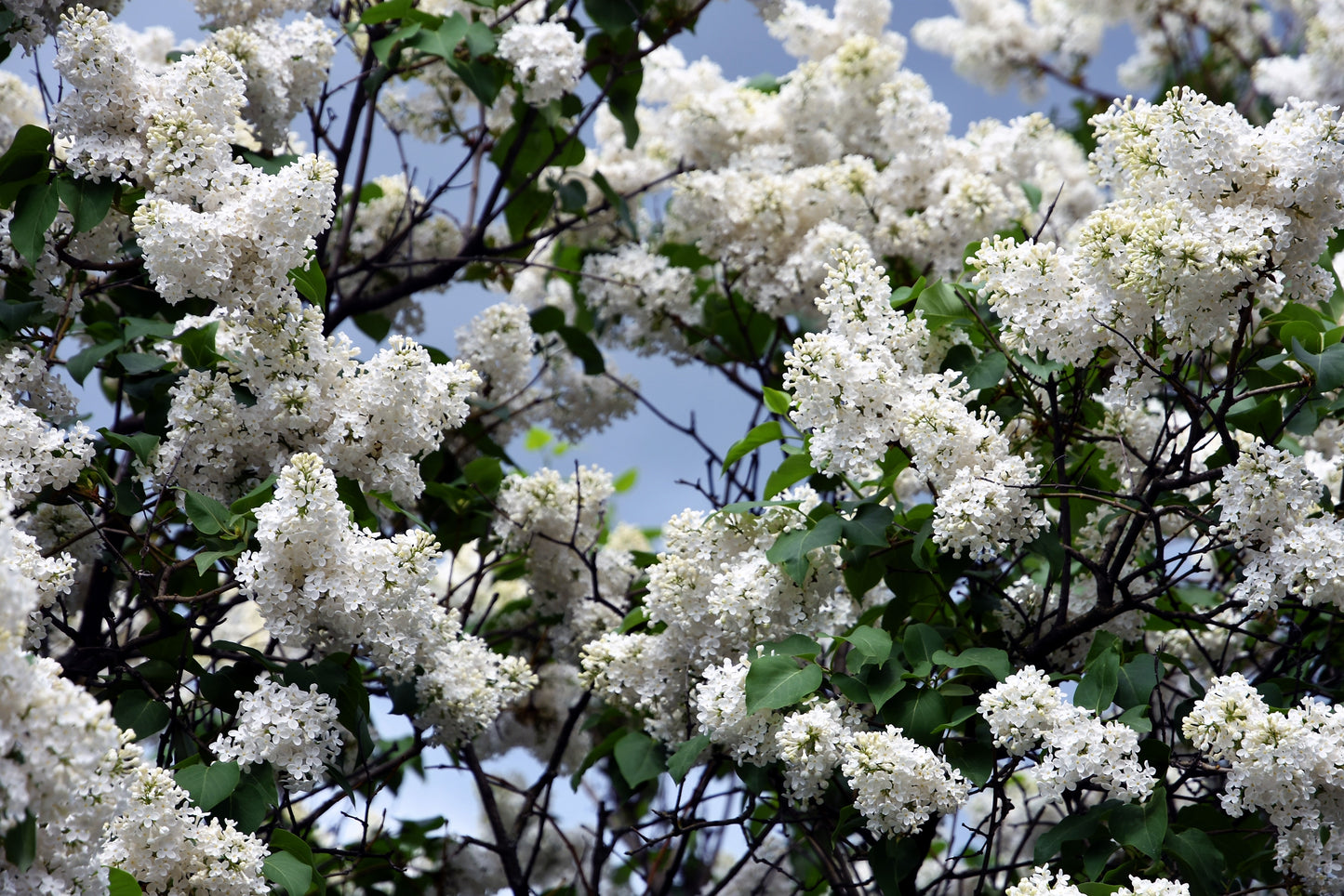 20 WHITE TREE LILAC Hummingbird Flower Fragrant Peking Syringa Pekinensis Seeds