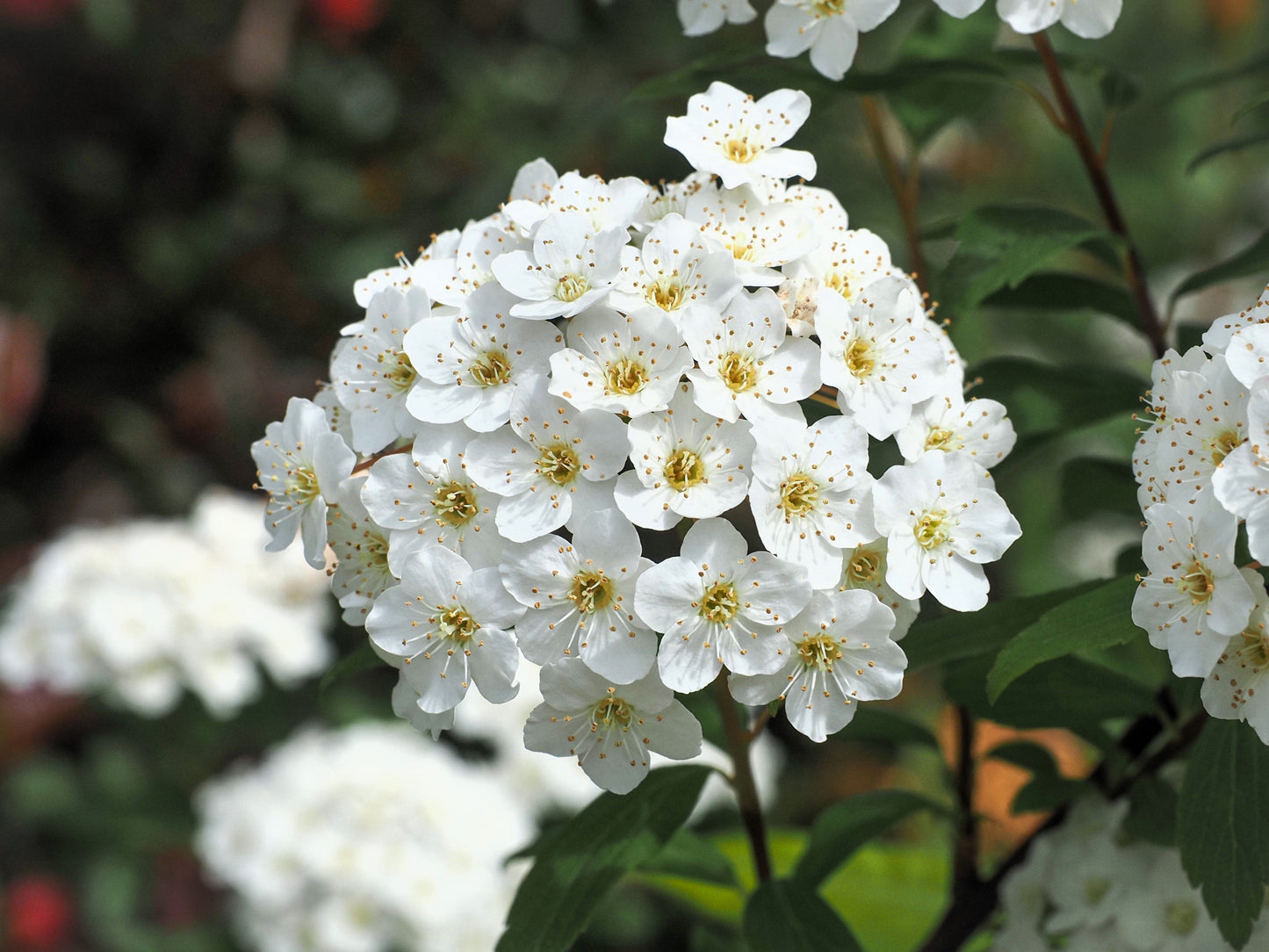 50 White CHINESE SPIREA Spiraea Chinensis Meadowsweet Flower Bush Shrub Seeds