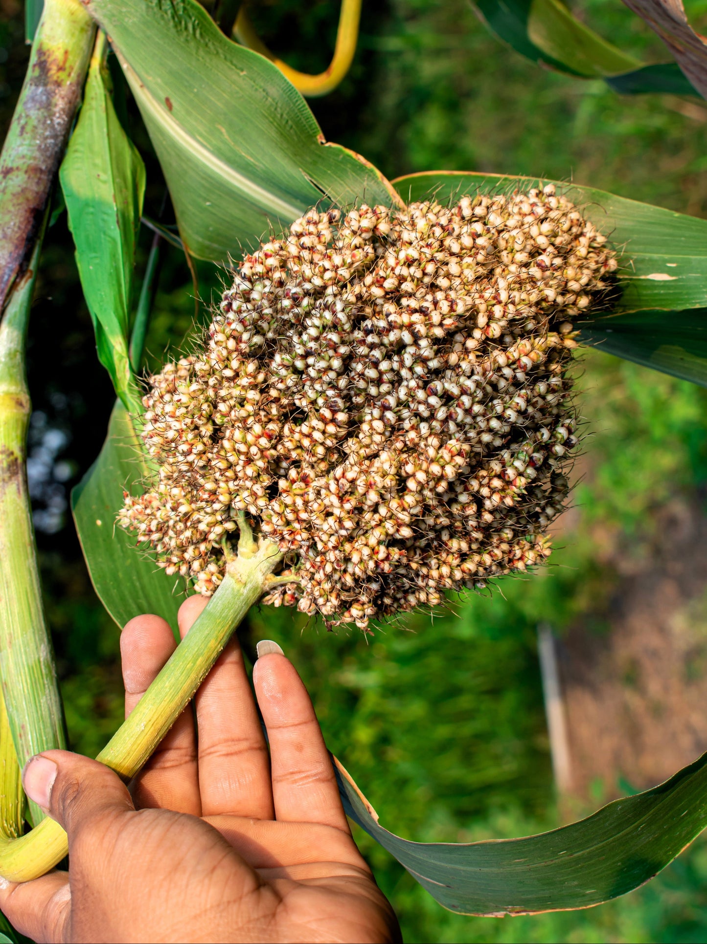 50 TOP 76-6 SORGHUM Bicolor Syrup Flour Grain Vegetable Seeds