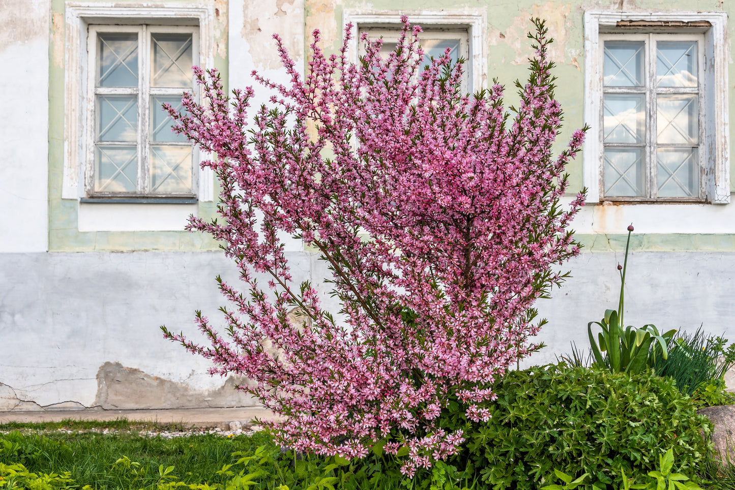 5 DWARF RUSSIAN ALMOND Prunus Tenella Rose Red Pink Fragrant Flower Shrub Seeds