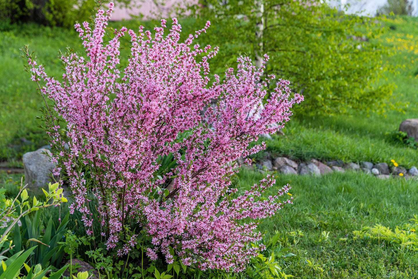 5 DWARF RUSSIAN ALMOND Prunus Tenella Rose Red Pink Fragrant Flower Shrub Seeds