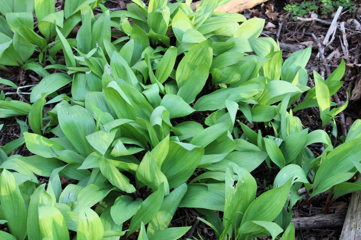 20 RAMP / WILD LEEK Allium Tricoccum Ramps Vegetable Herb White Shade Flower Seeds