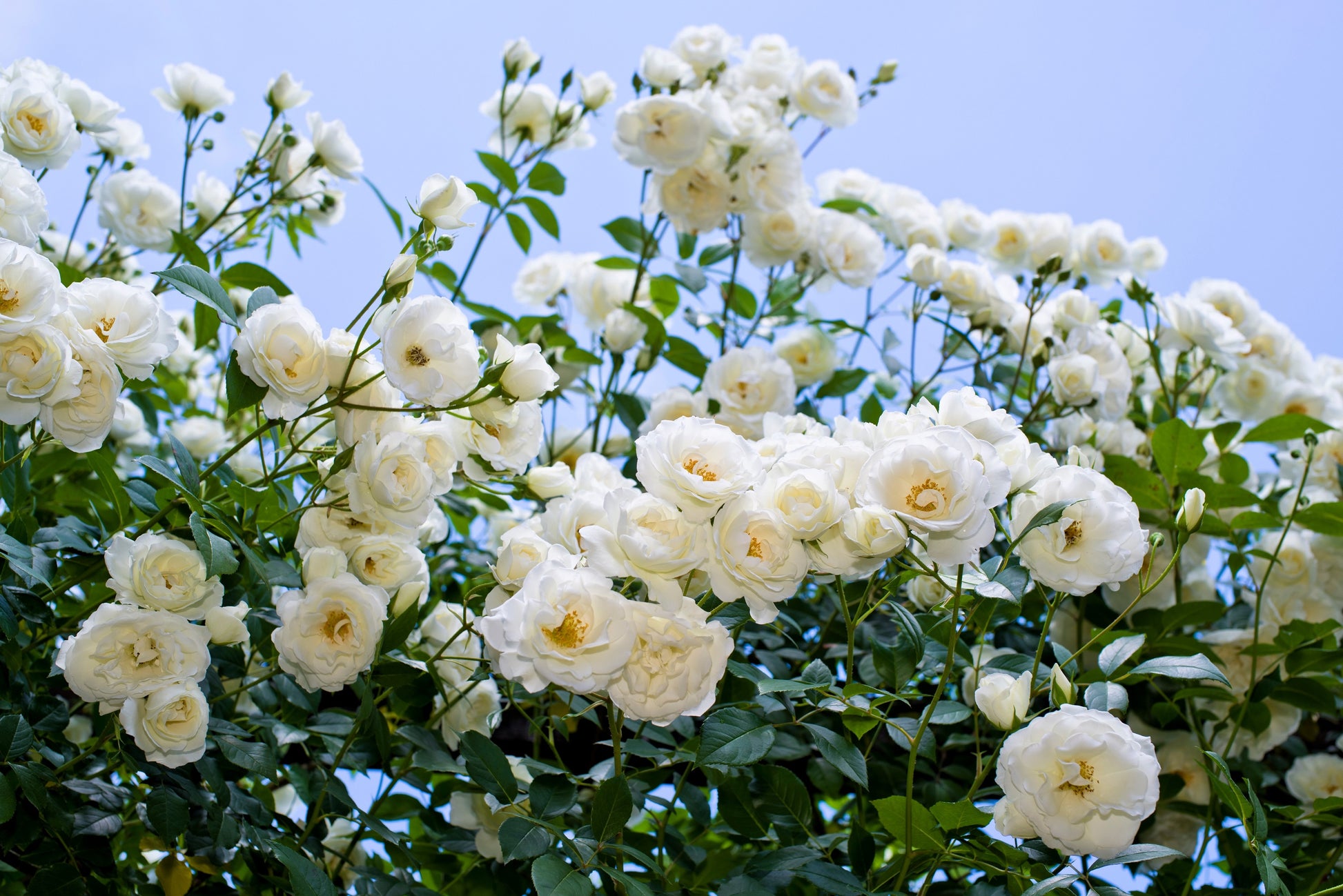 white roses seeds 5 WHITE ROSE Rosa Bush Shrub Perennial Flower Seeds