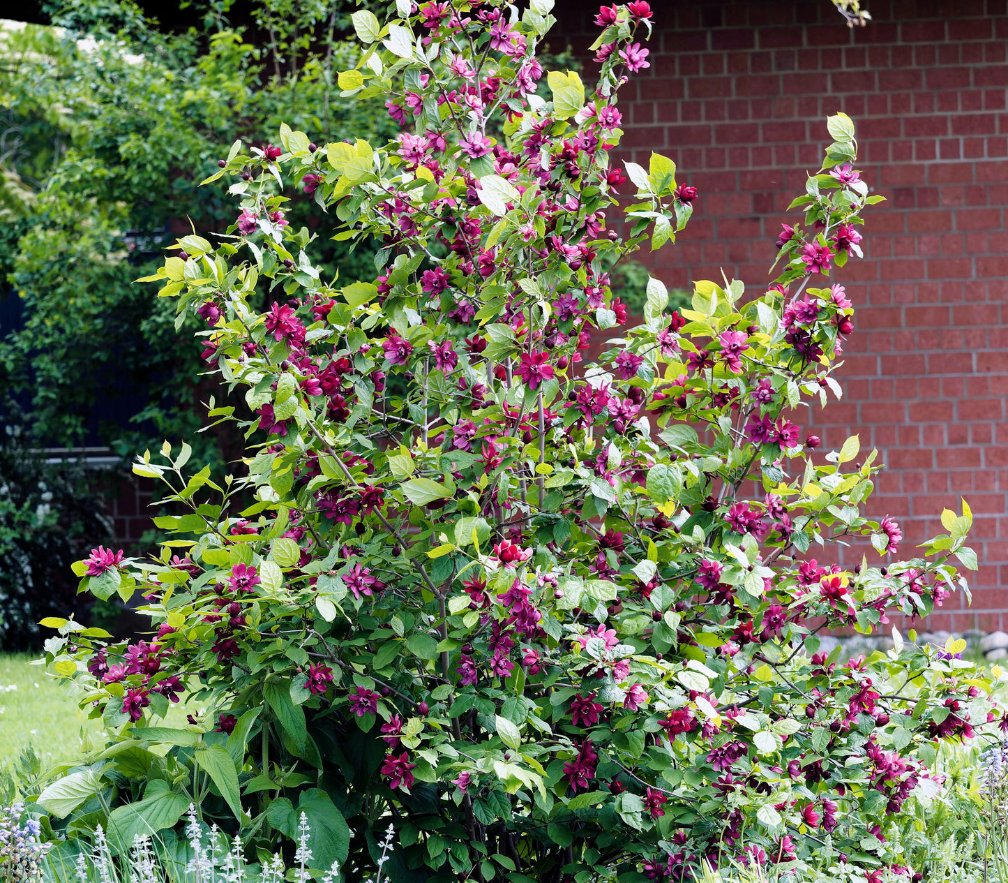 10 SWEETSHRUB Carolina Allspice Fragrant Calycanthus Floridus Shrub Flower Seeds